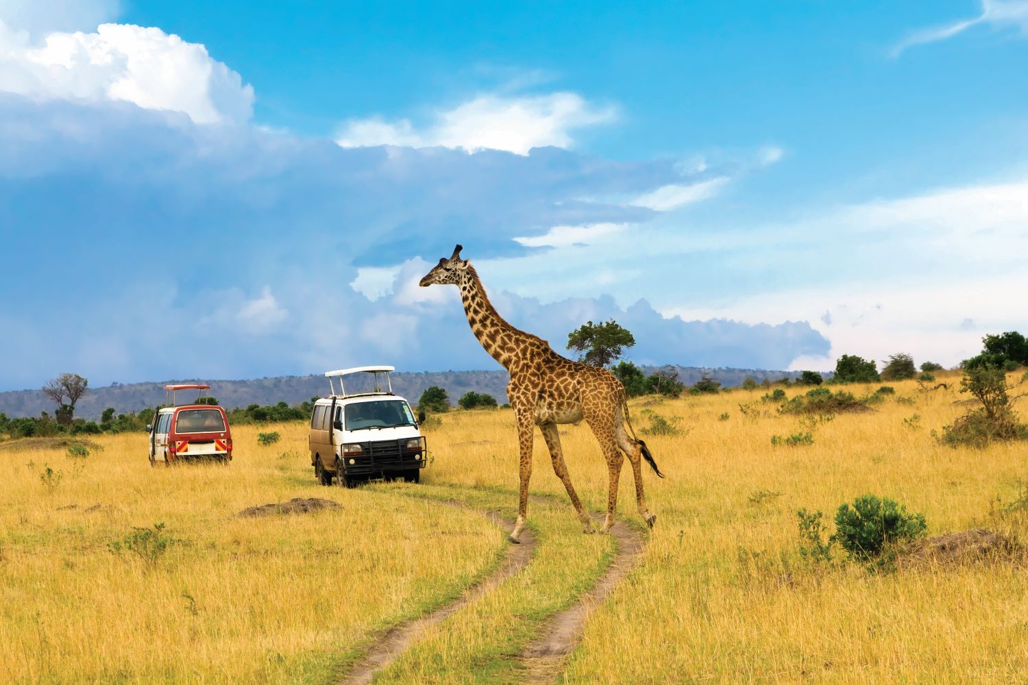OVERLAND-ANDERSSON'S AT ETOSHA'S ONGAVA RESERVE