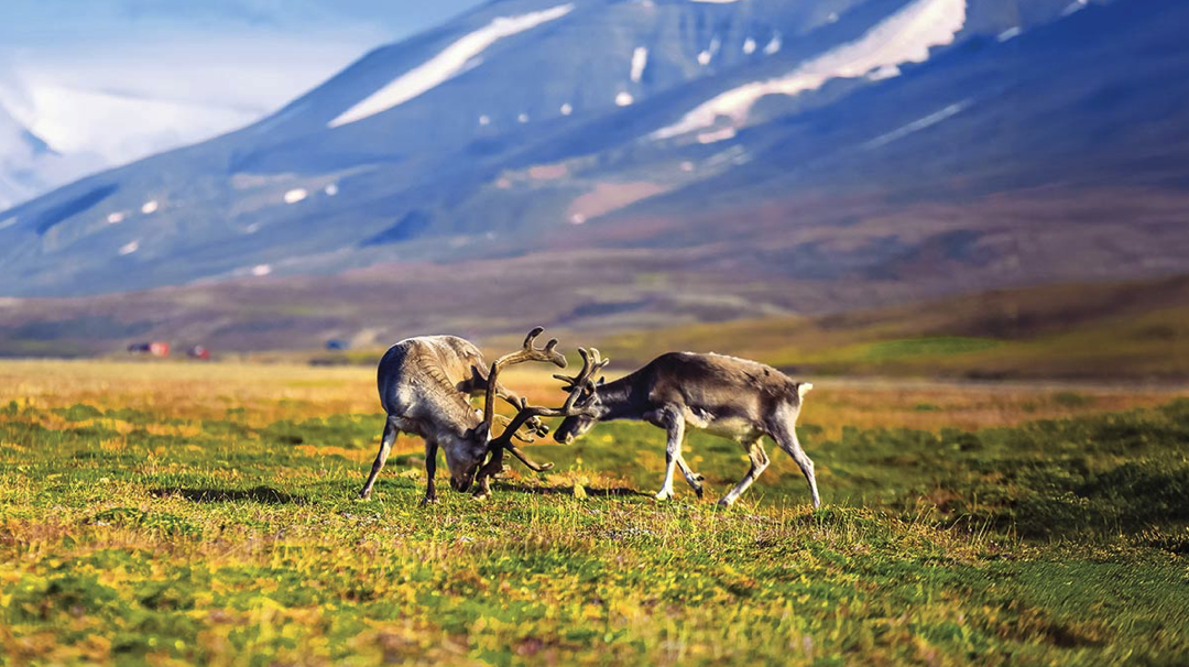 Captivating North Cape