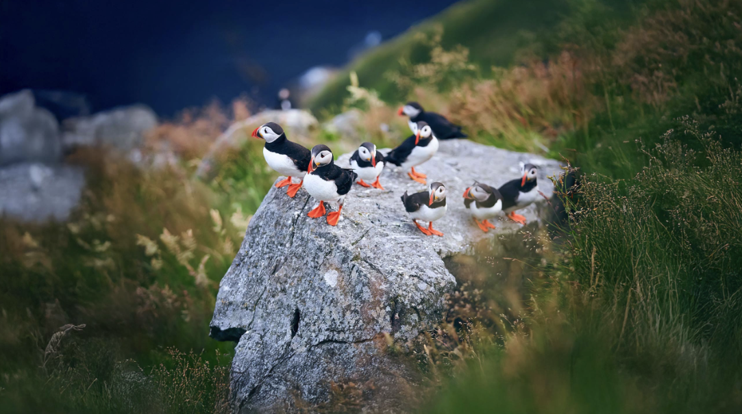 Wilds of the High Arctic