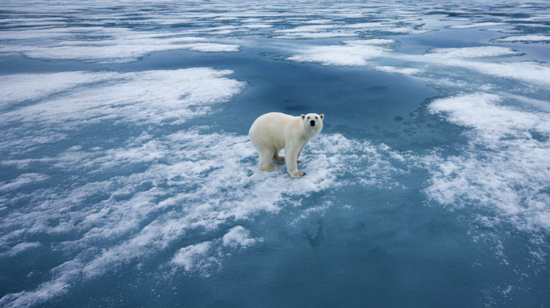 Wilds of the High Arctic