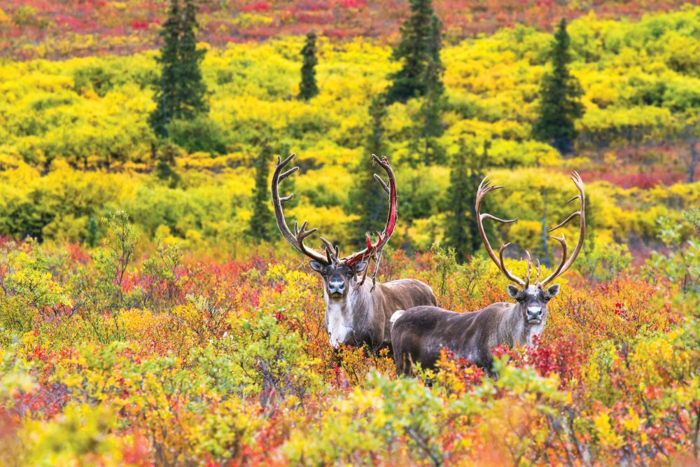 Explore Denali