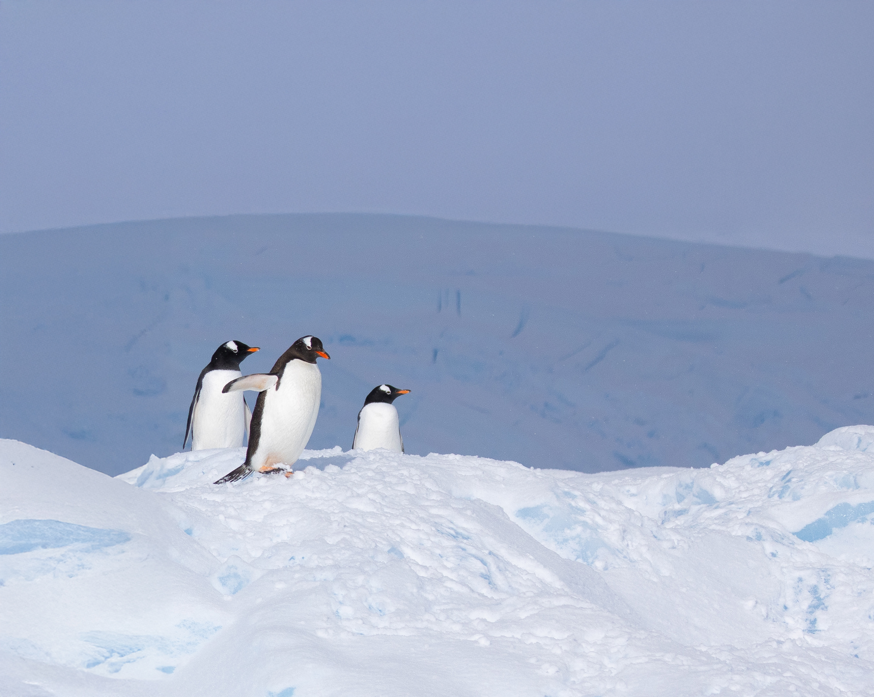 Antarctic Explorer: A Culinary Quest