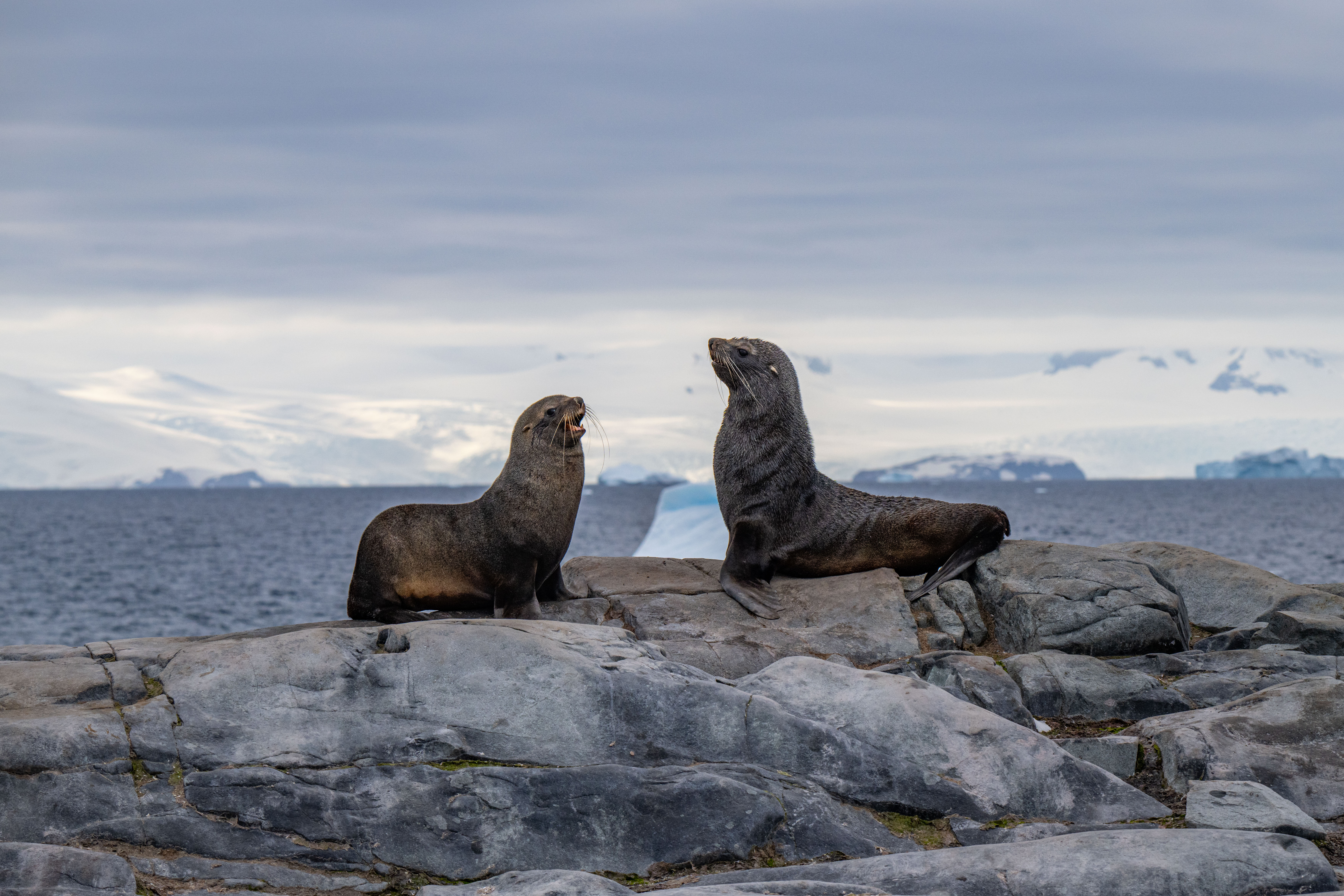 Southern Antarctic Realms: Antarctic Circle & Weddell Sea