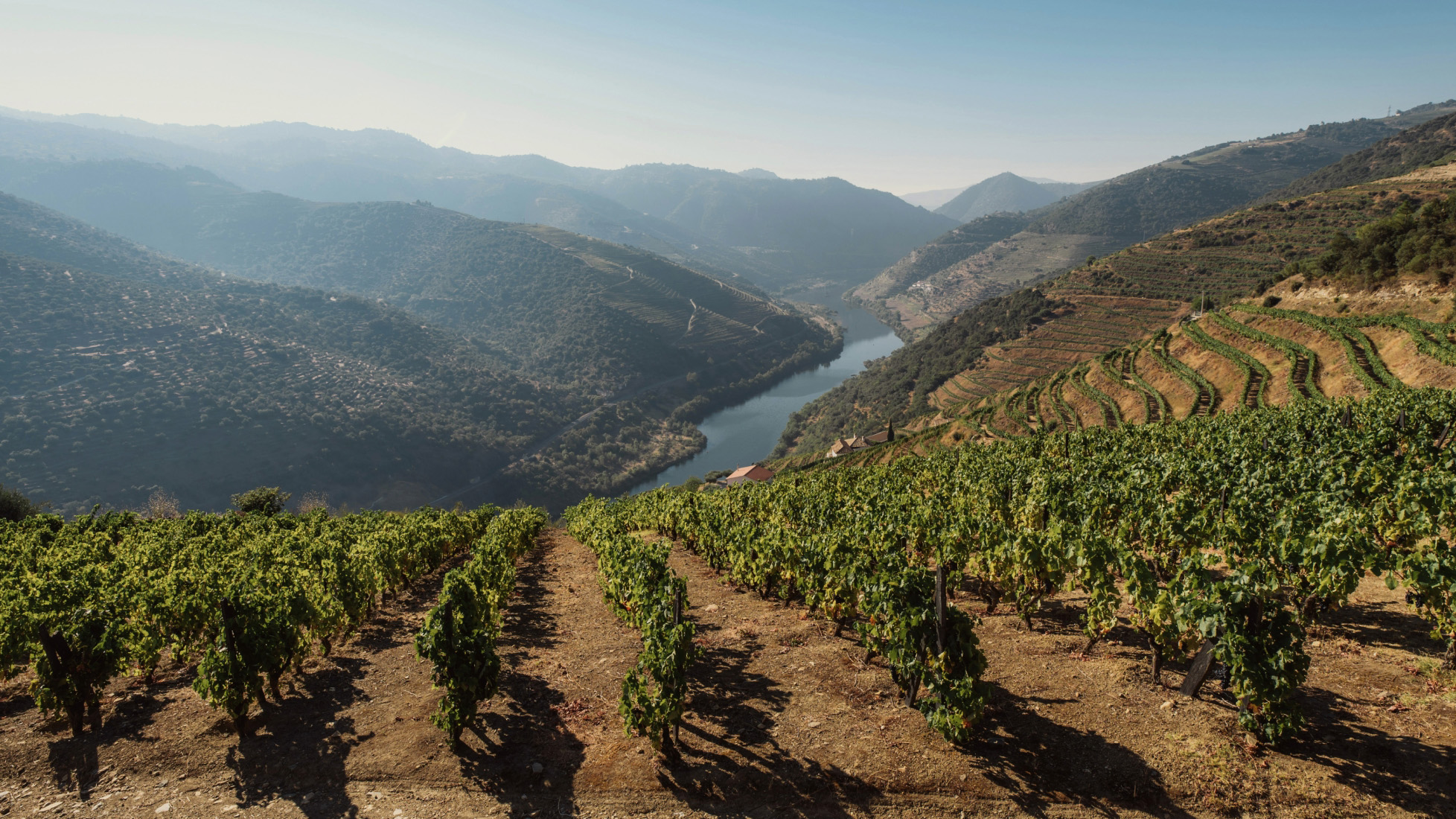 Vineyard Hike over Pinhão