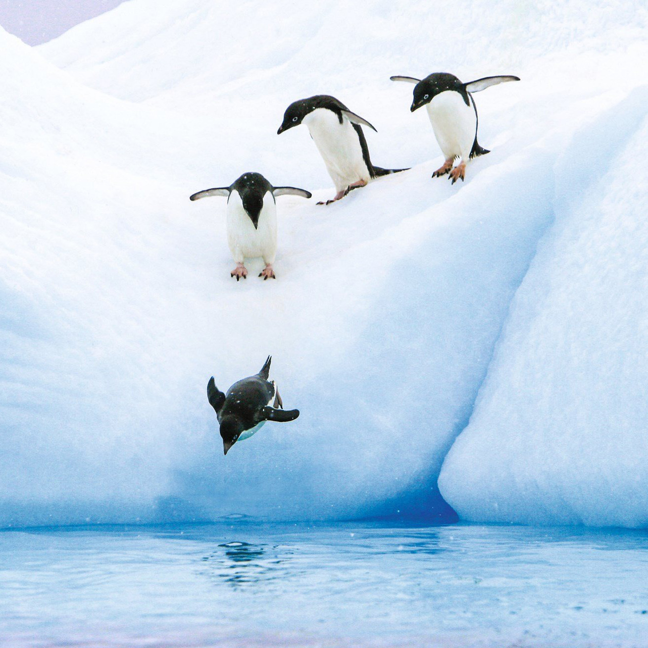 The Expedition That Started It All: Anniversary Offer