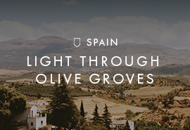 Signature Spain | Light Through Olive Groves