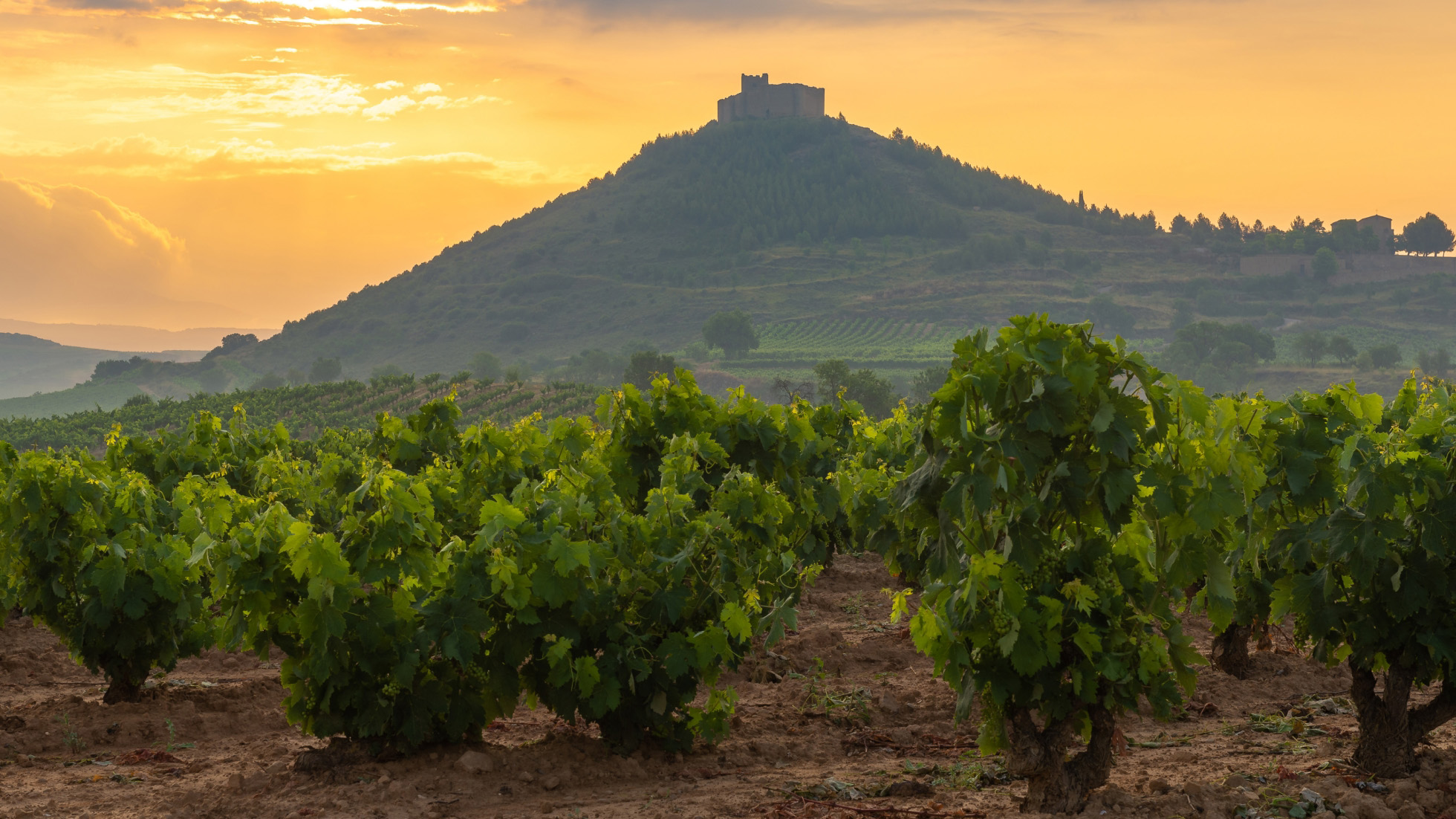 Venture into the vineyards