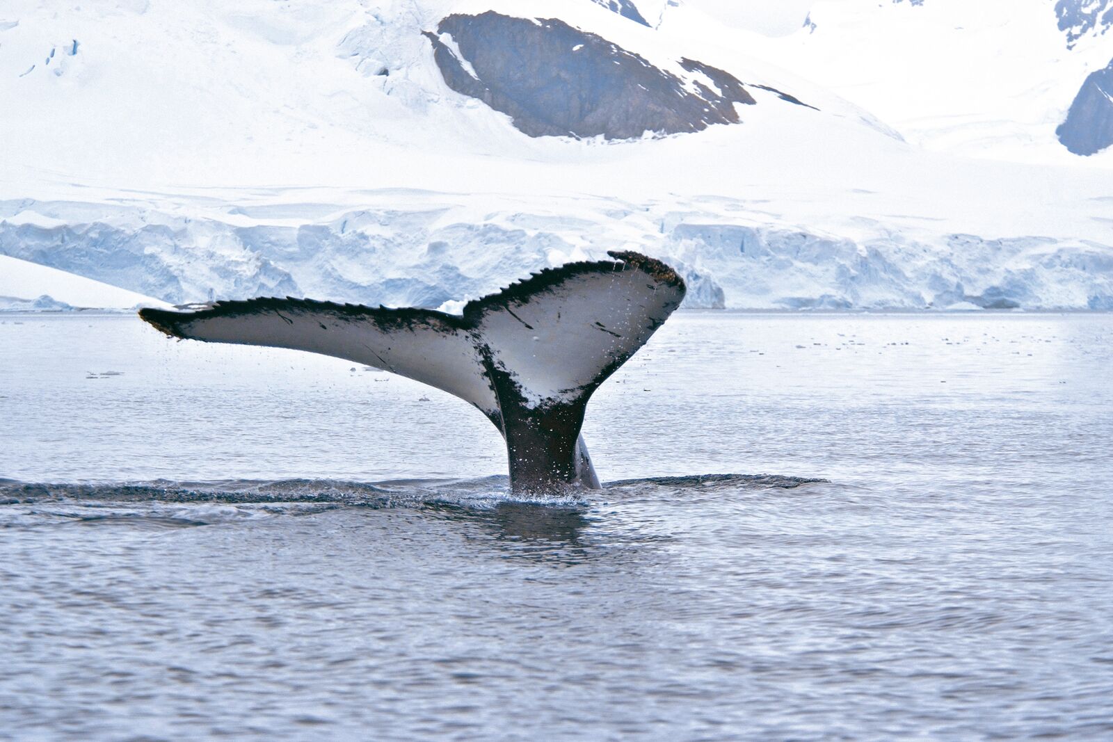 2. Observe exceptional wildlife