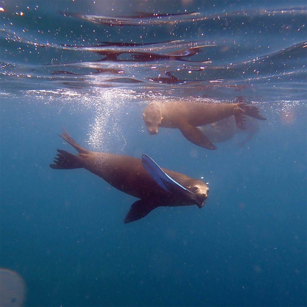 Baja, Mexico | 2026–2027