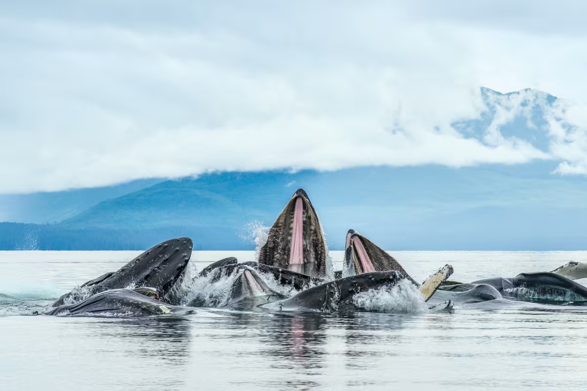 Alaska & the Pacific Northwest