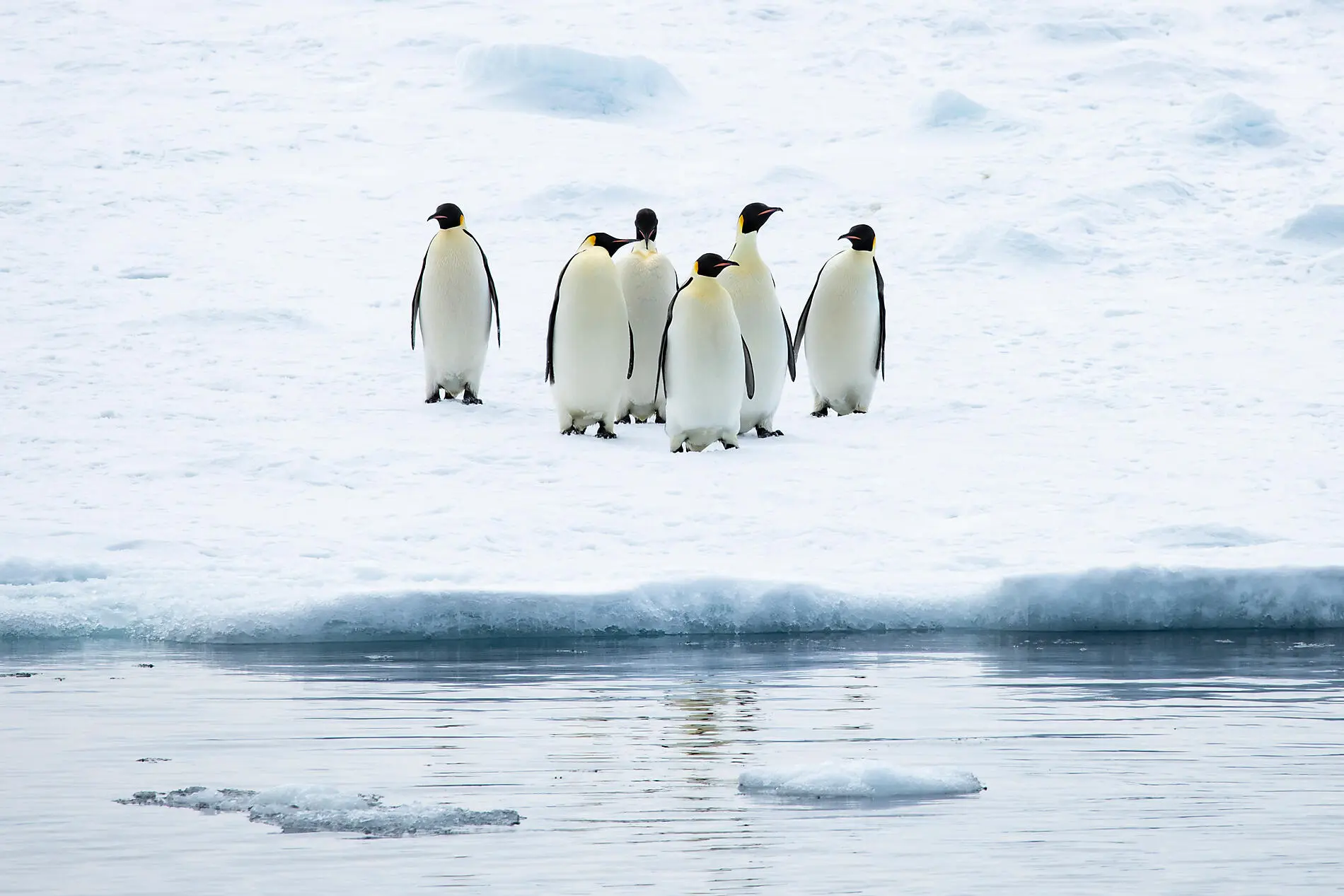 The Emperor Penguins of Weddell Sea