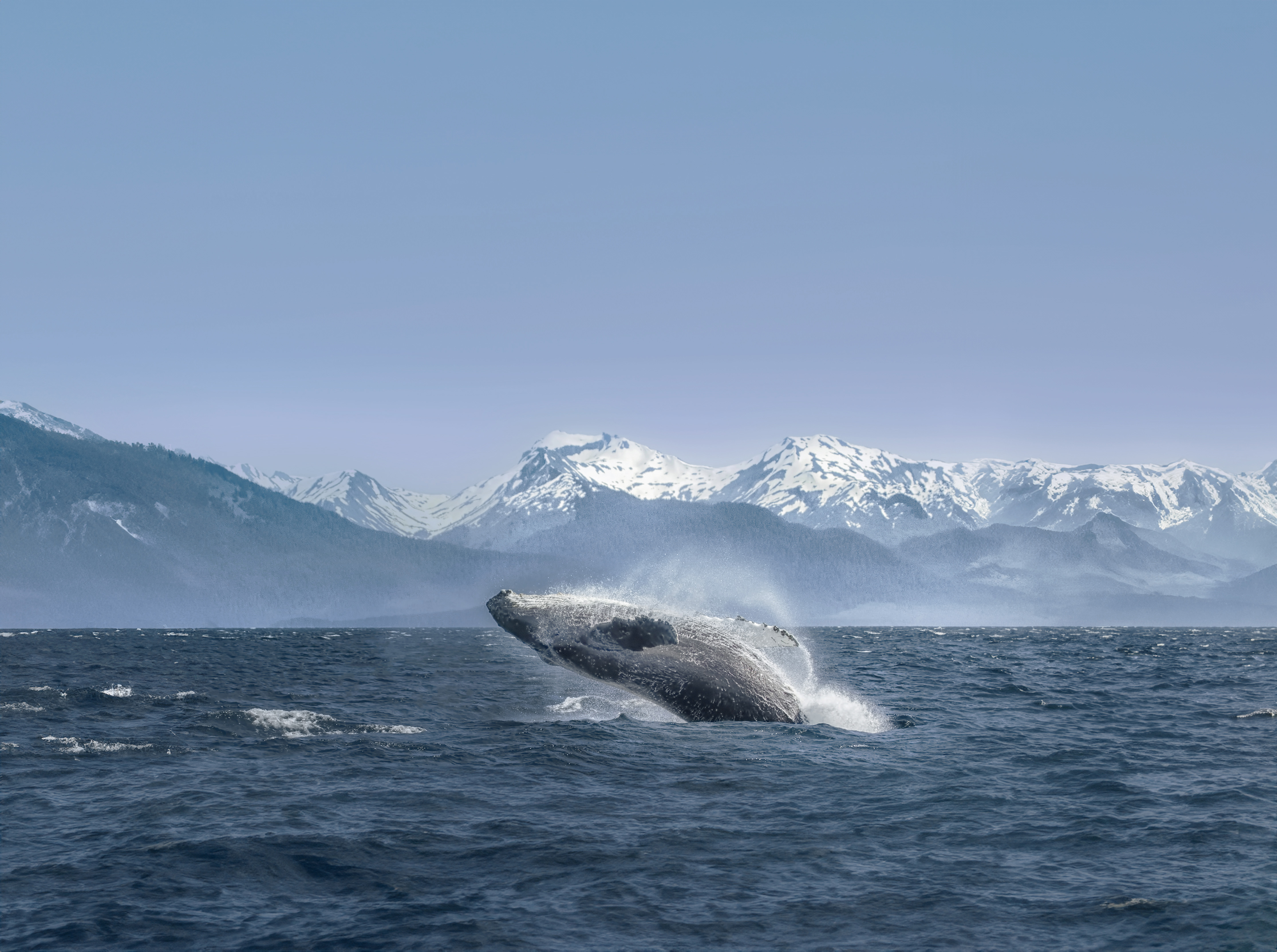 North America Cruises