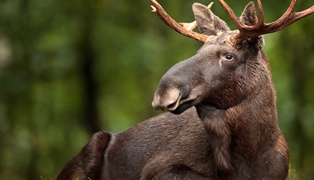 COPENHAGEN TO AMSTERDAM