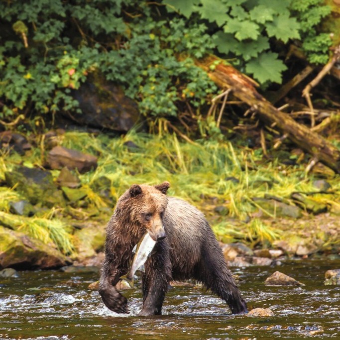 Exploring Southeast Alaska's ABC Islands