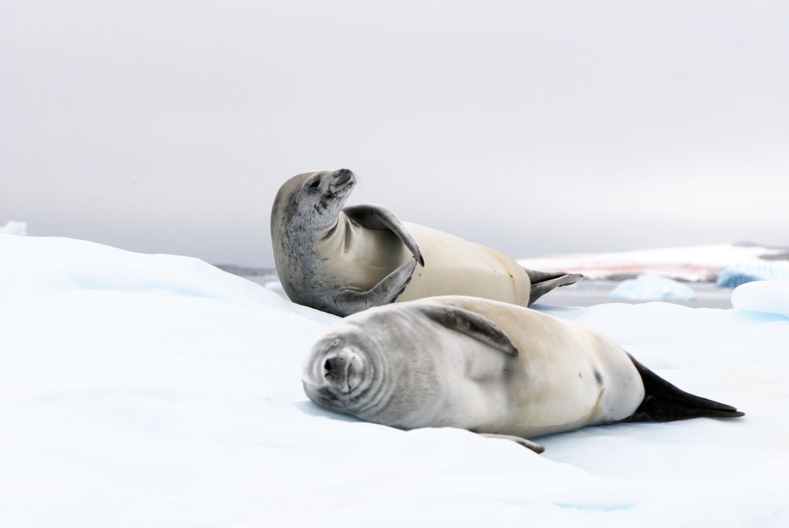 Emblematic Antarctica