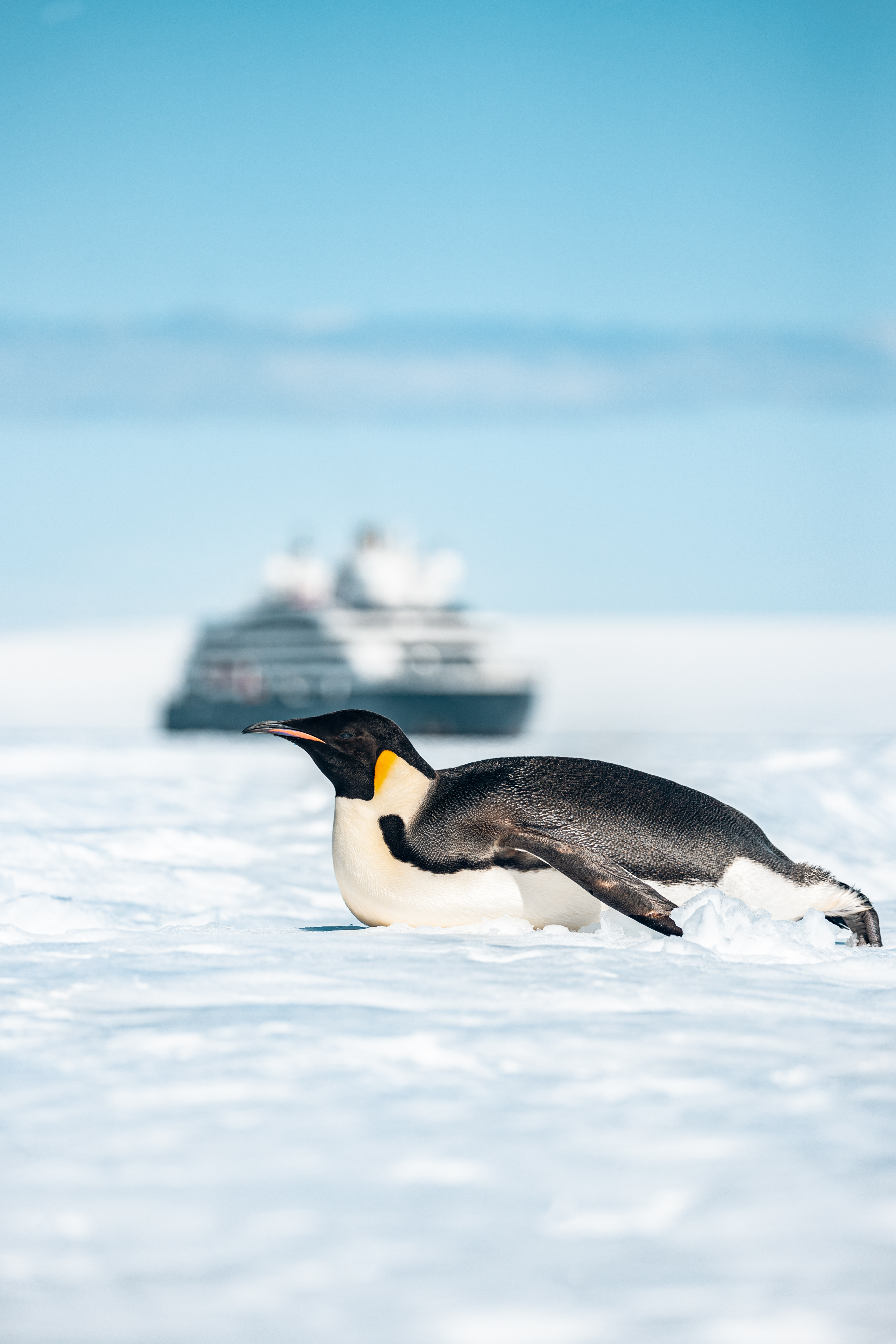 The Emperor Penguins of Weddell Sea - with The Explorers Club