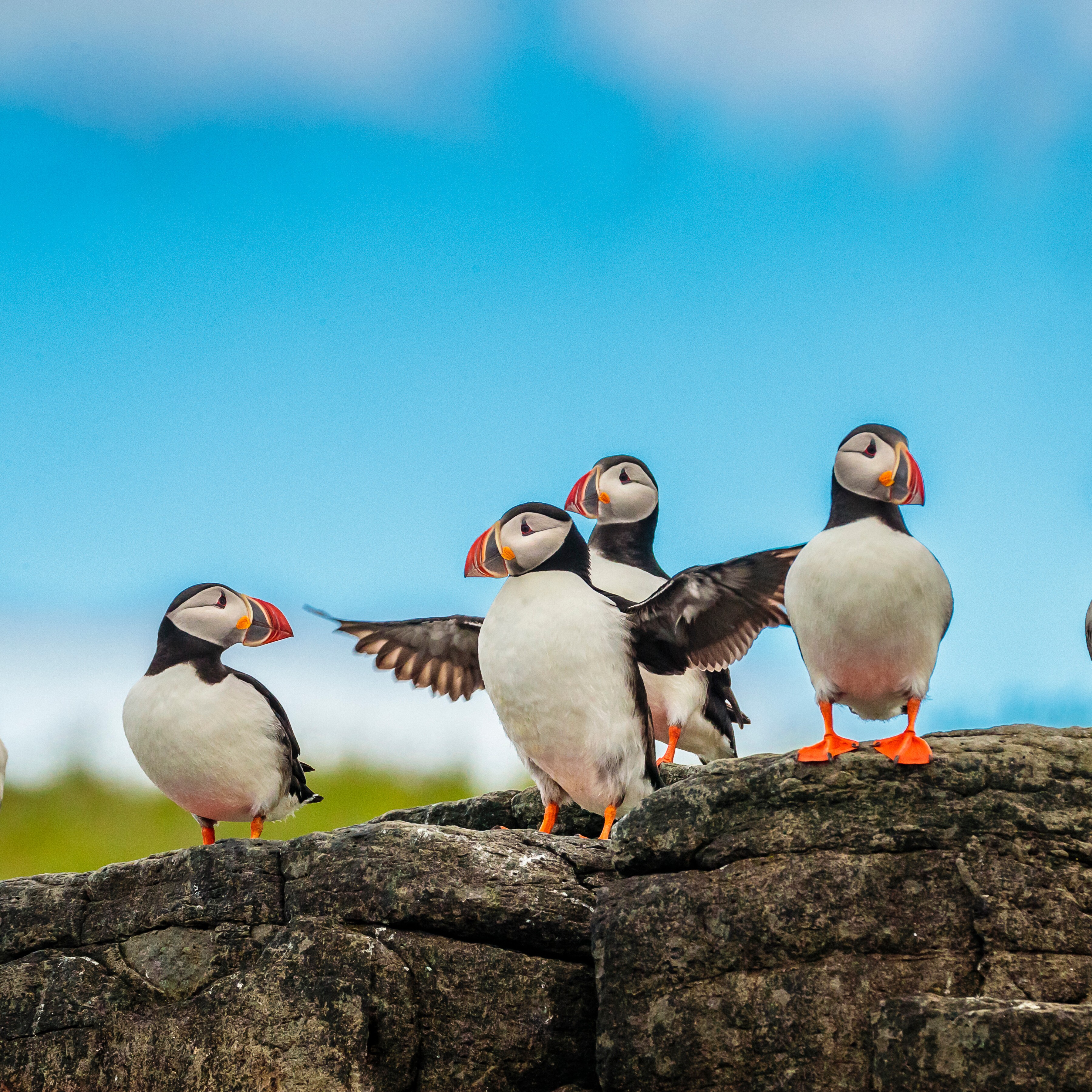 Arctic Edges: Iceland Westfjords to East Greenland