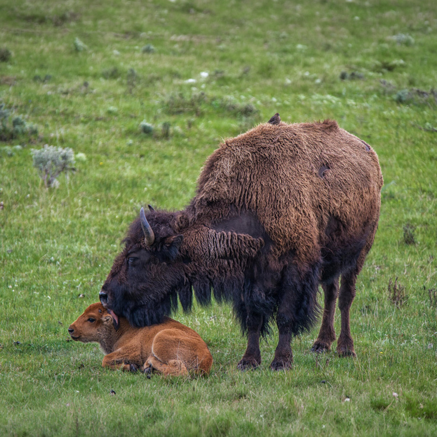 Yellowstone Awakens: Spring & Fall