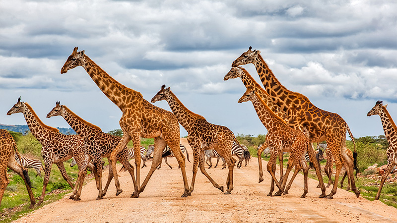 Africa