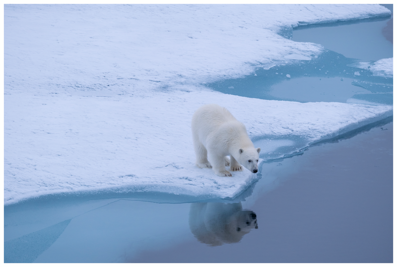 IN THE ICE OF THE ARCTIC, FROM SVALBARD TO GREENLAND