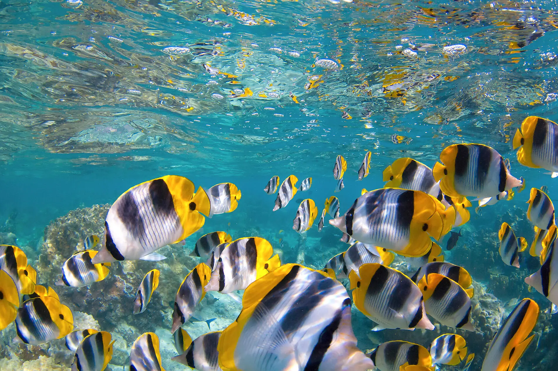 In alliance with Cuisine et Vins de France - Caribbean Flavours