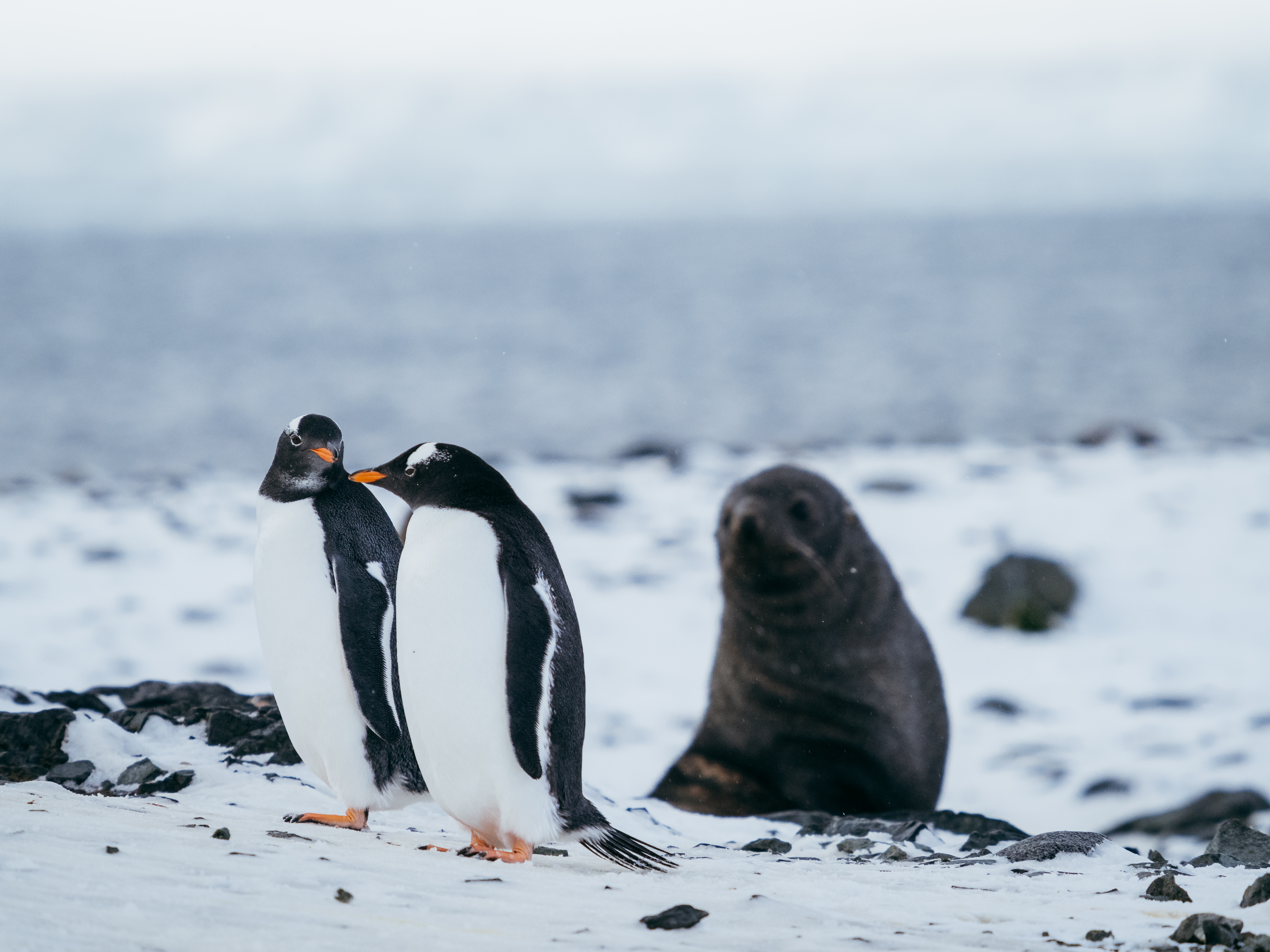 Thread through narrow channels where scenes of ice-clad mountains, feeding whales and lively penguin colonies become lasting memories.