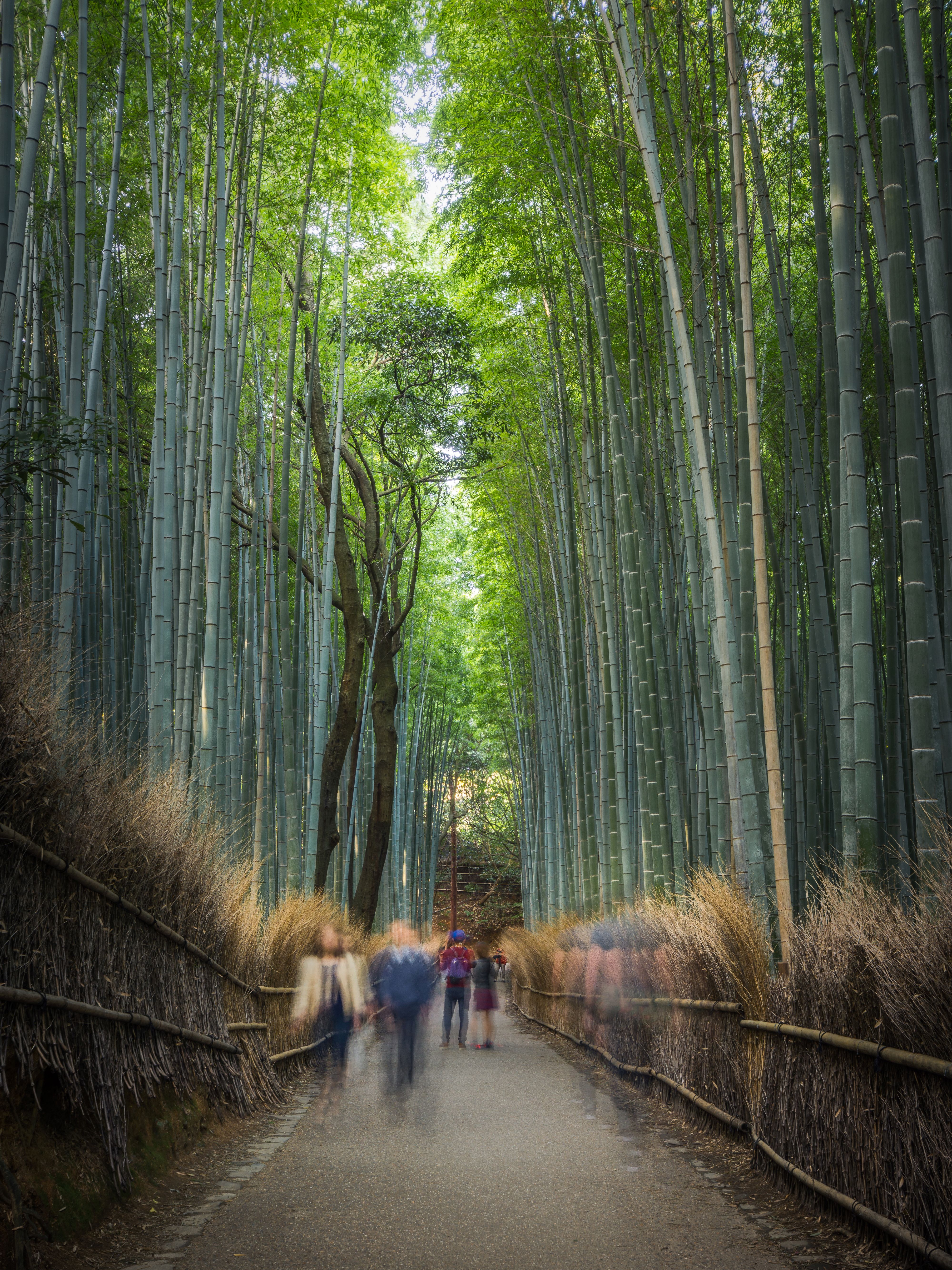 Asia voyages: 19+ Days in Duration