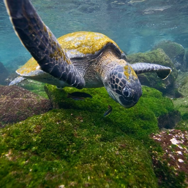 Galápagos Escape