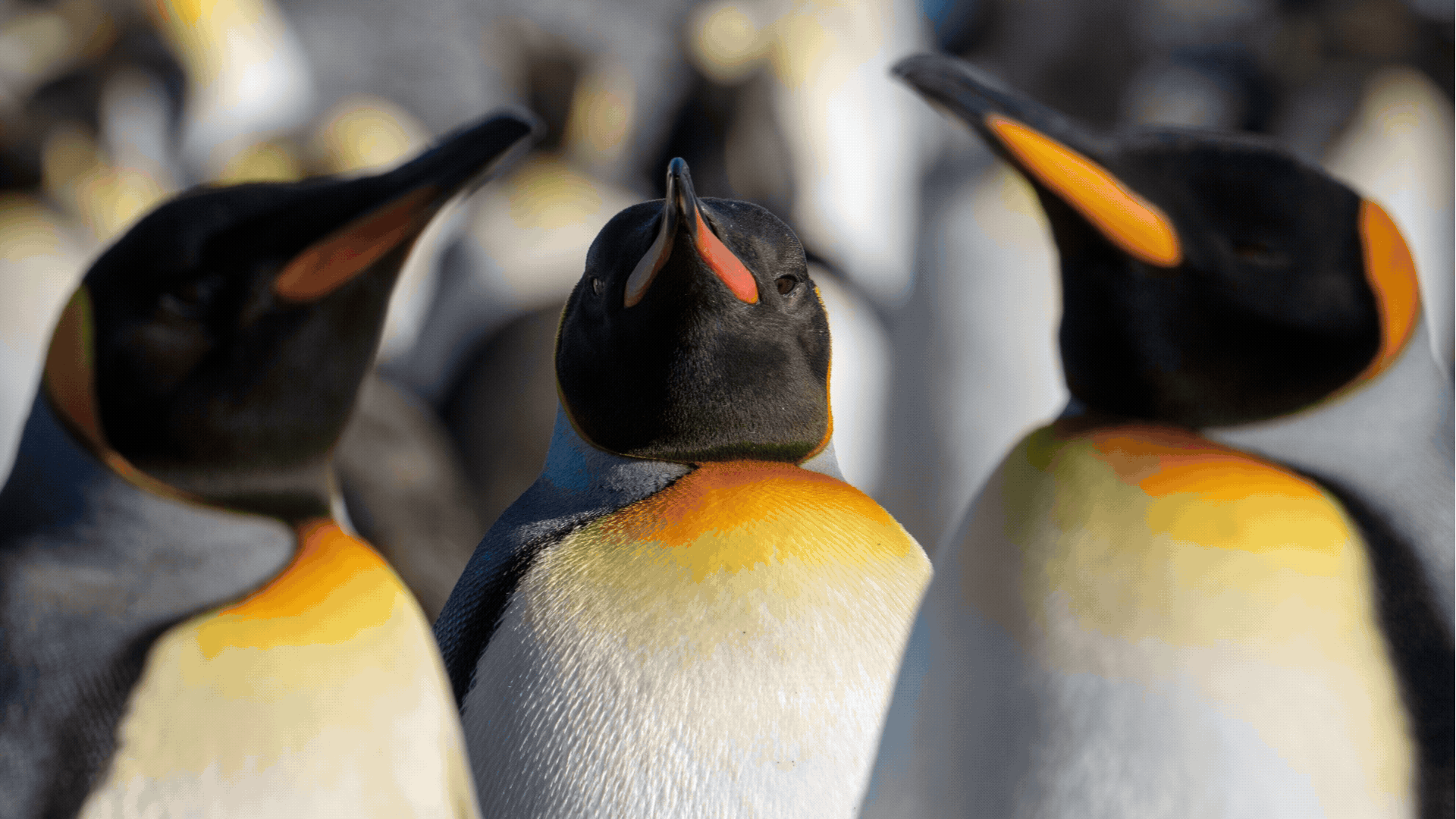 South Georgia, Falklands & Antarctic Odyssey