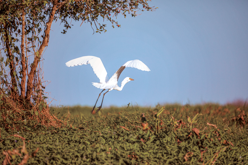 Spot Wildlife Along the Magdalena