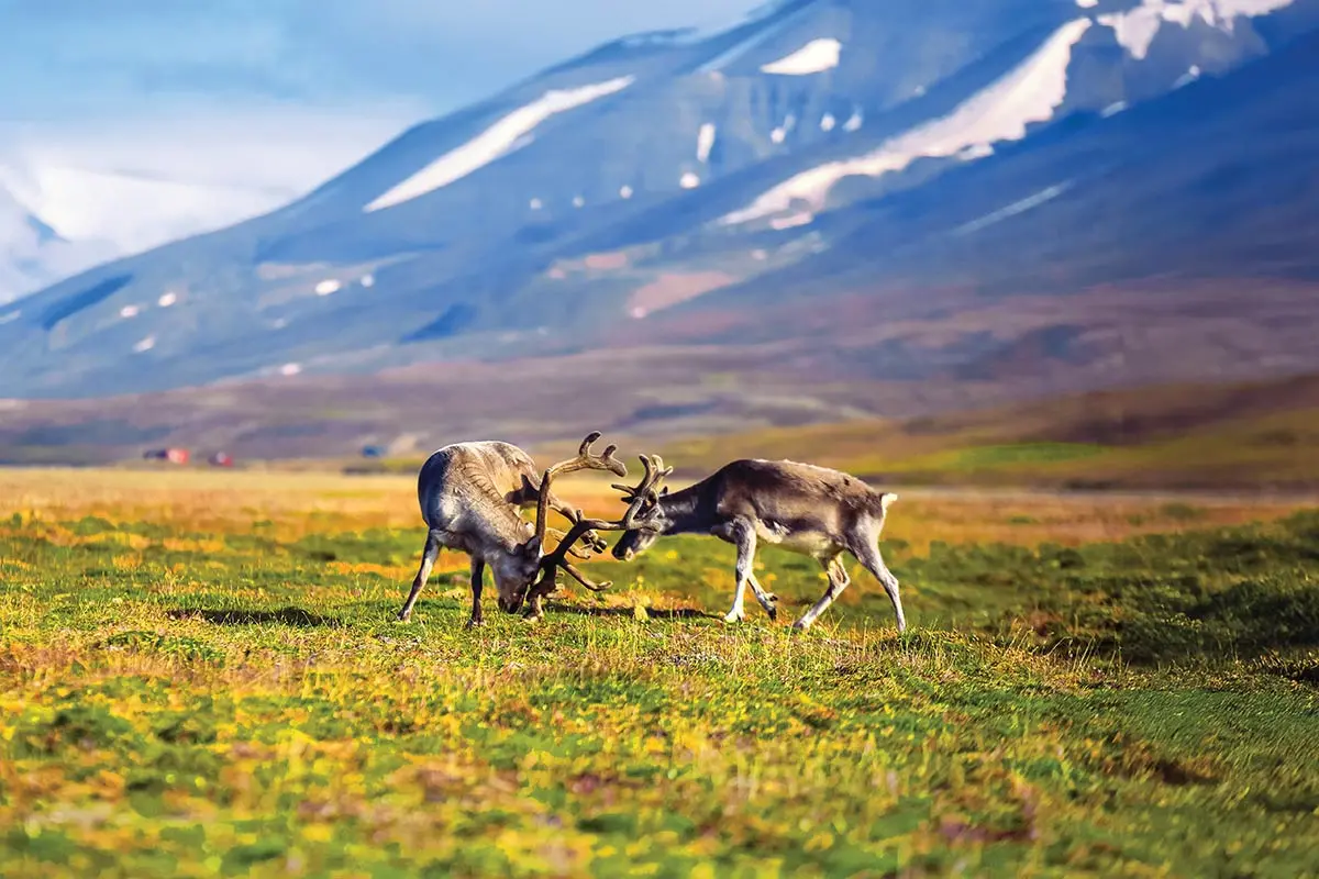 ARCTIC CIRCLE ODYSSEY