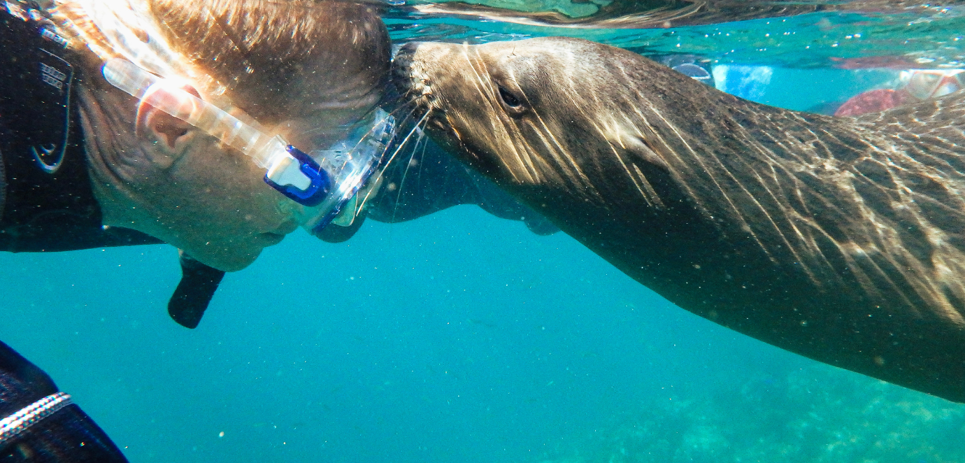 Baja California's Whales & Sealife