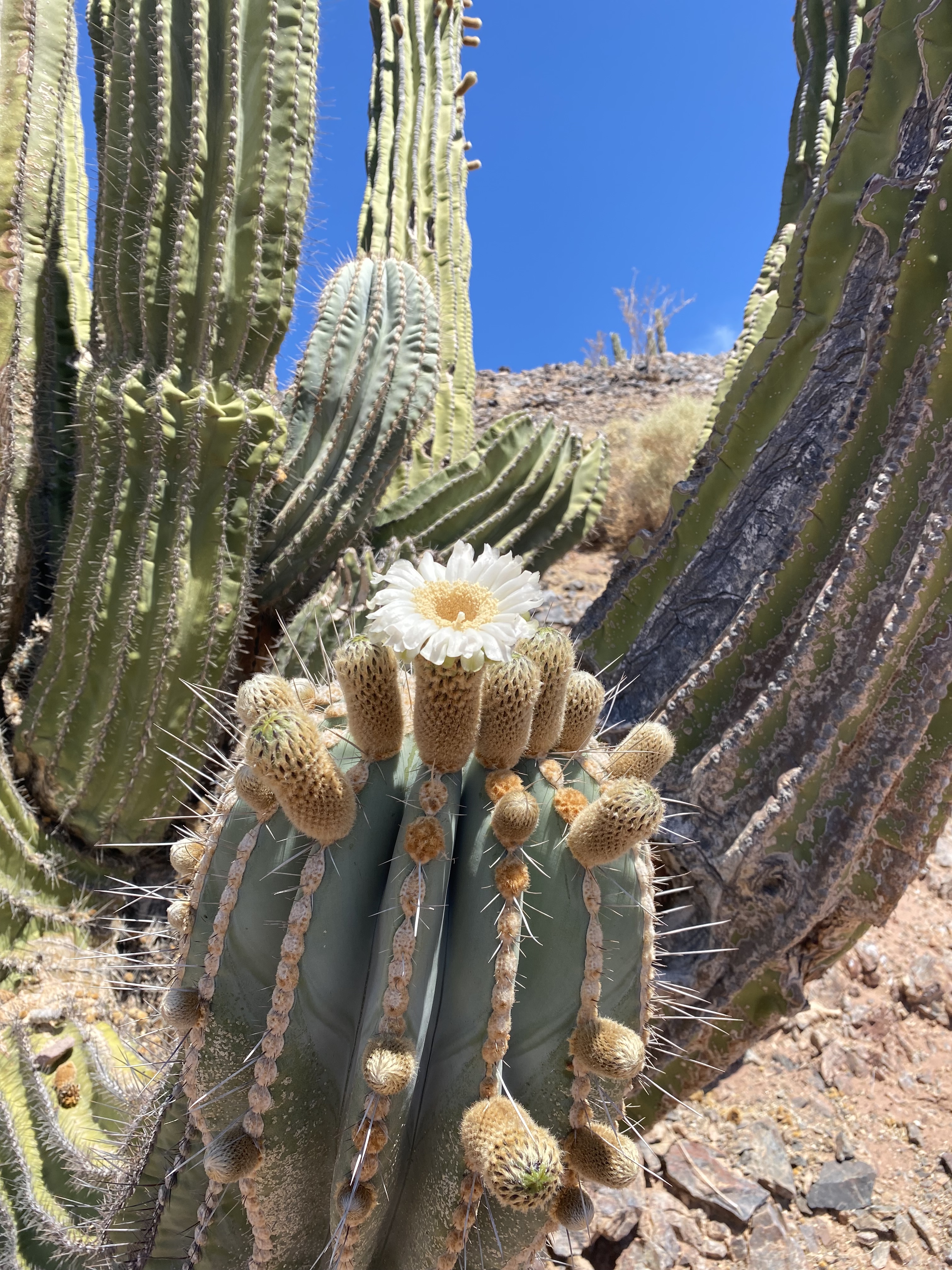 Desert Flowers and Cacti
