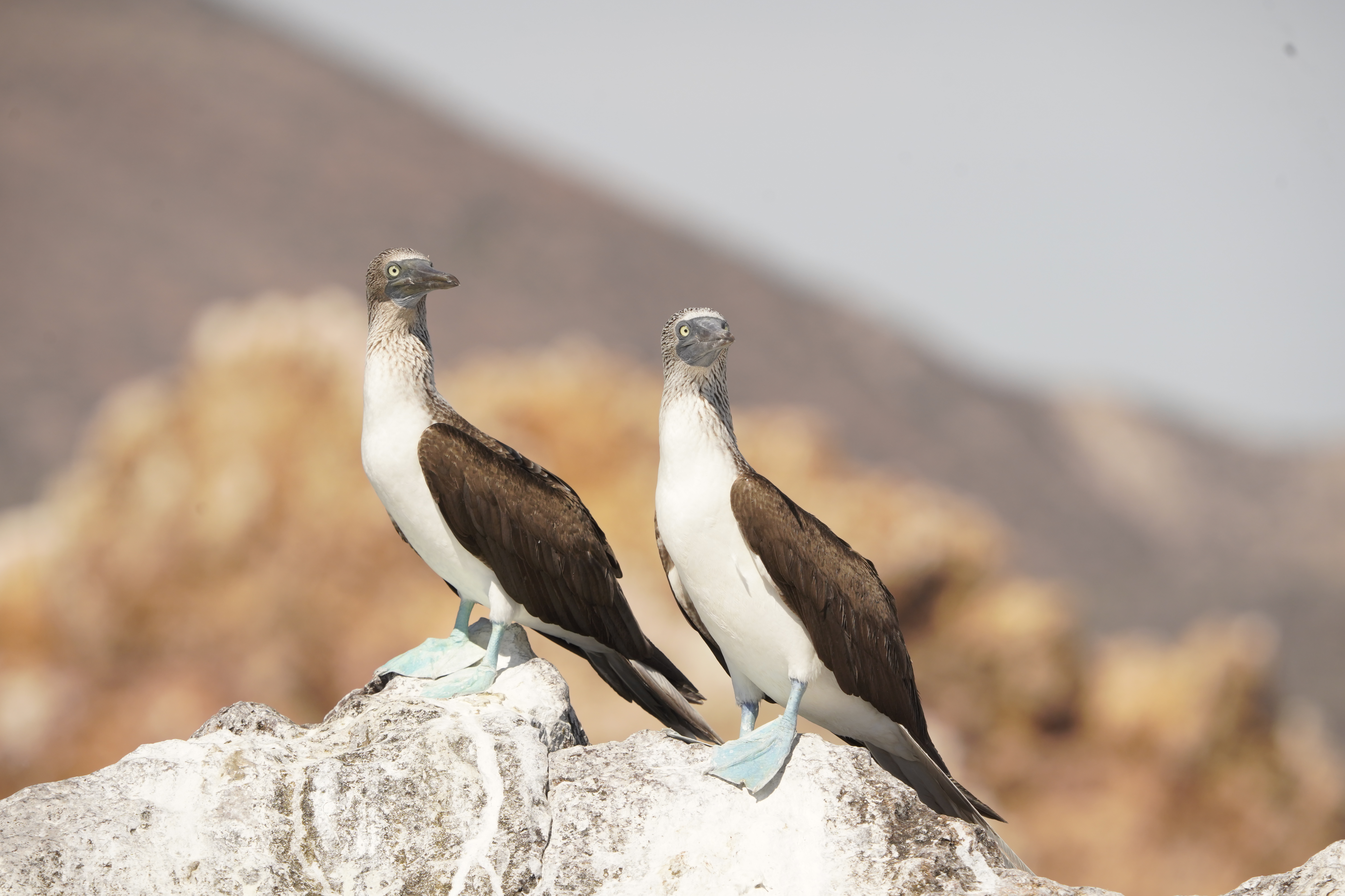 Wildlife Viewing