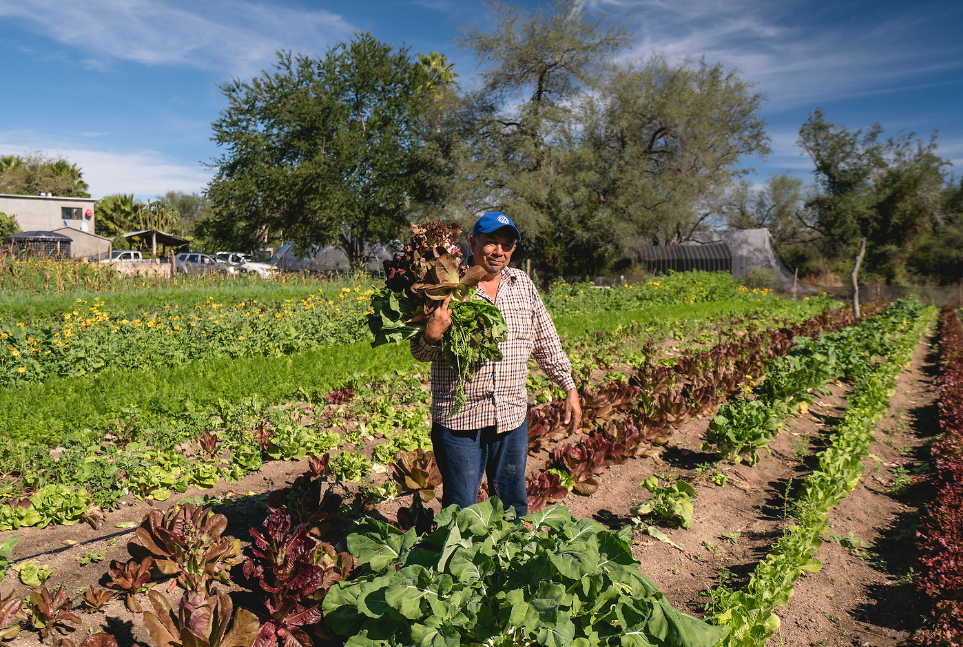 Farm Fresh Food