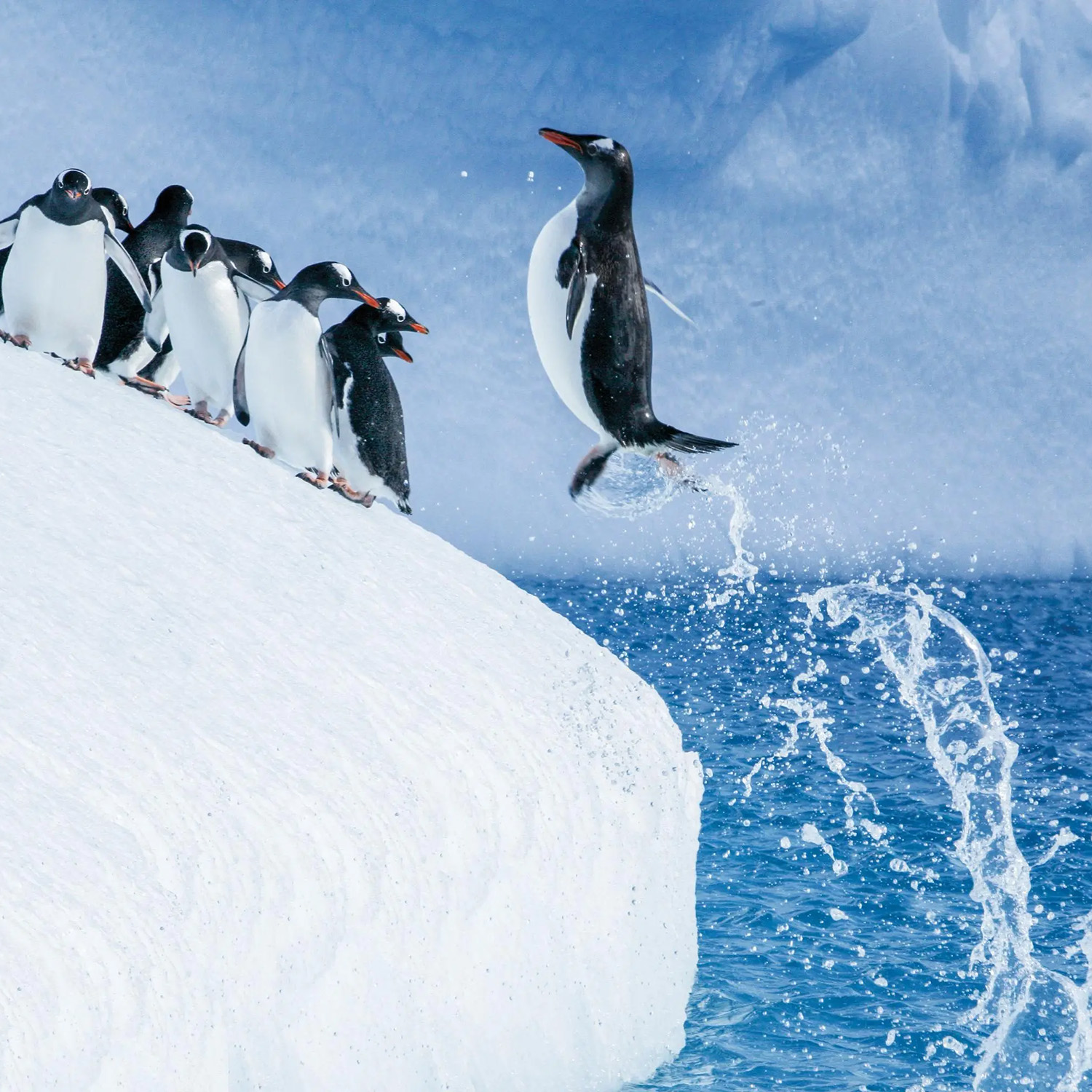 Antarctica Direct: Fly the Drake Passage