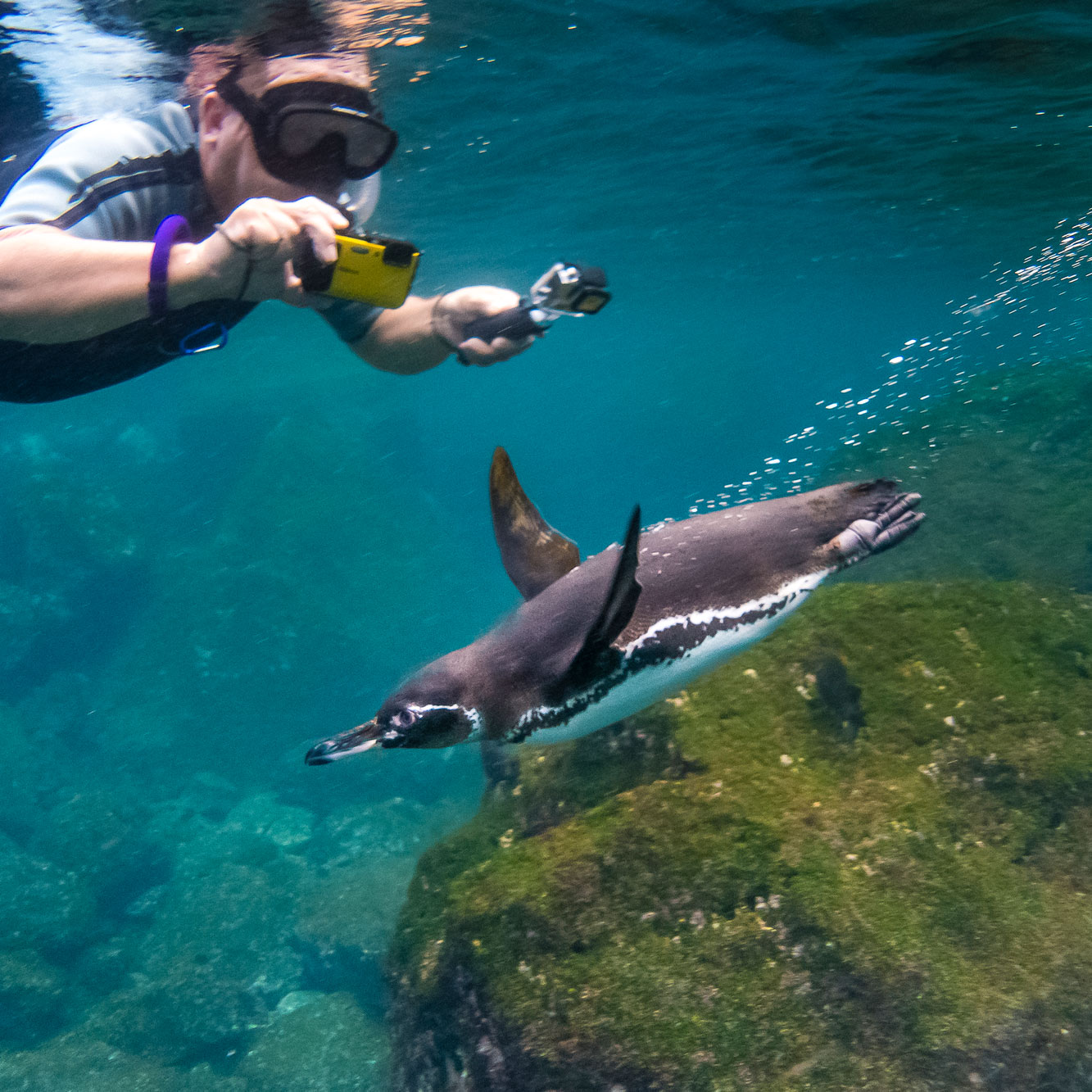 Galápagos Escape: A 7- or 8-Day Expedition