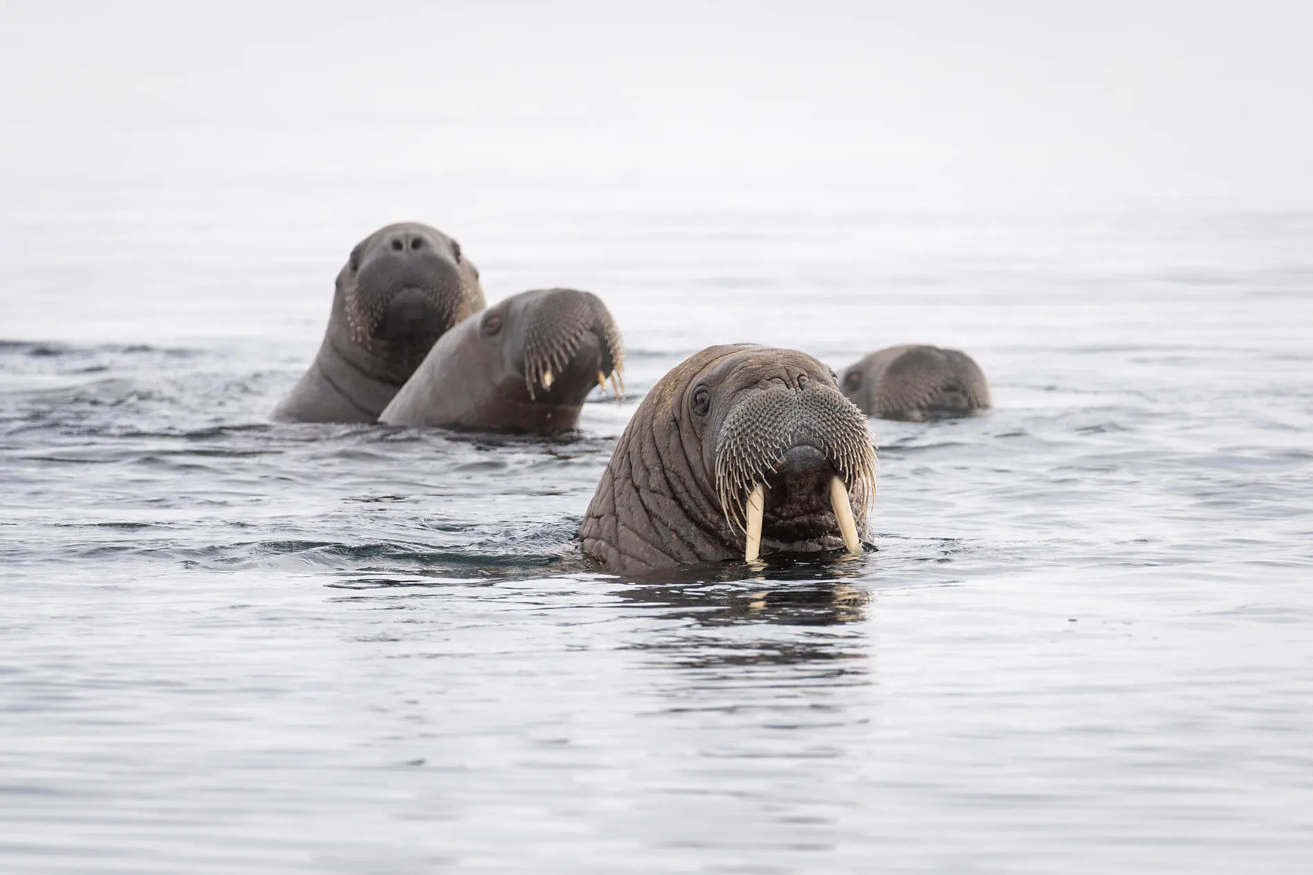 In the ice of the Arctic, from Svalbard to Greenland