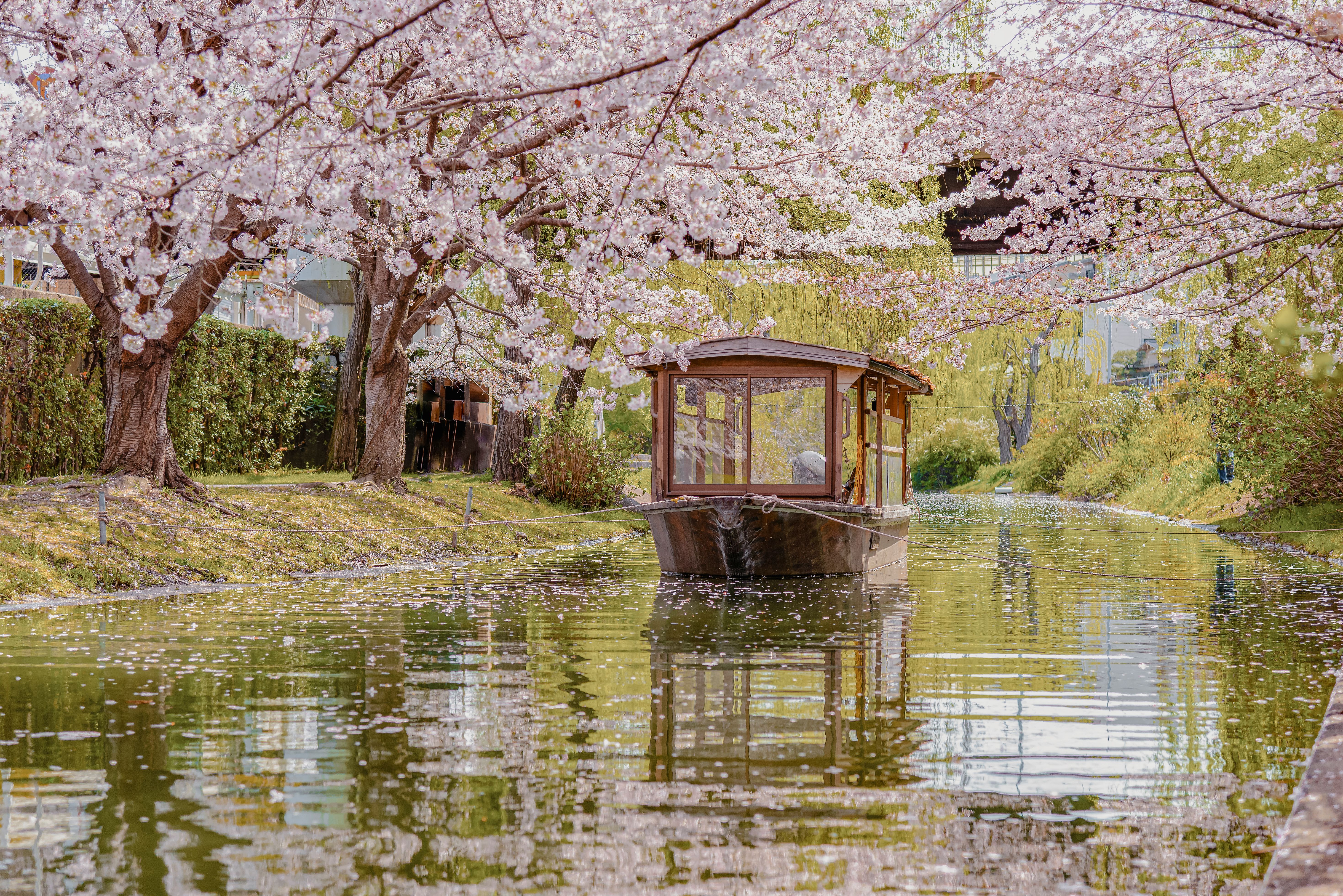 Cherry Blossom 2028 | Japan Spring Journey