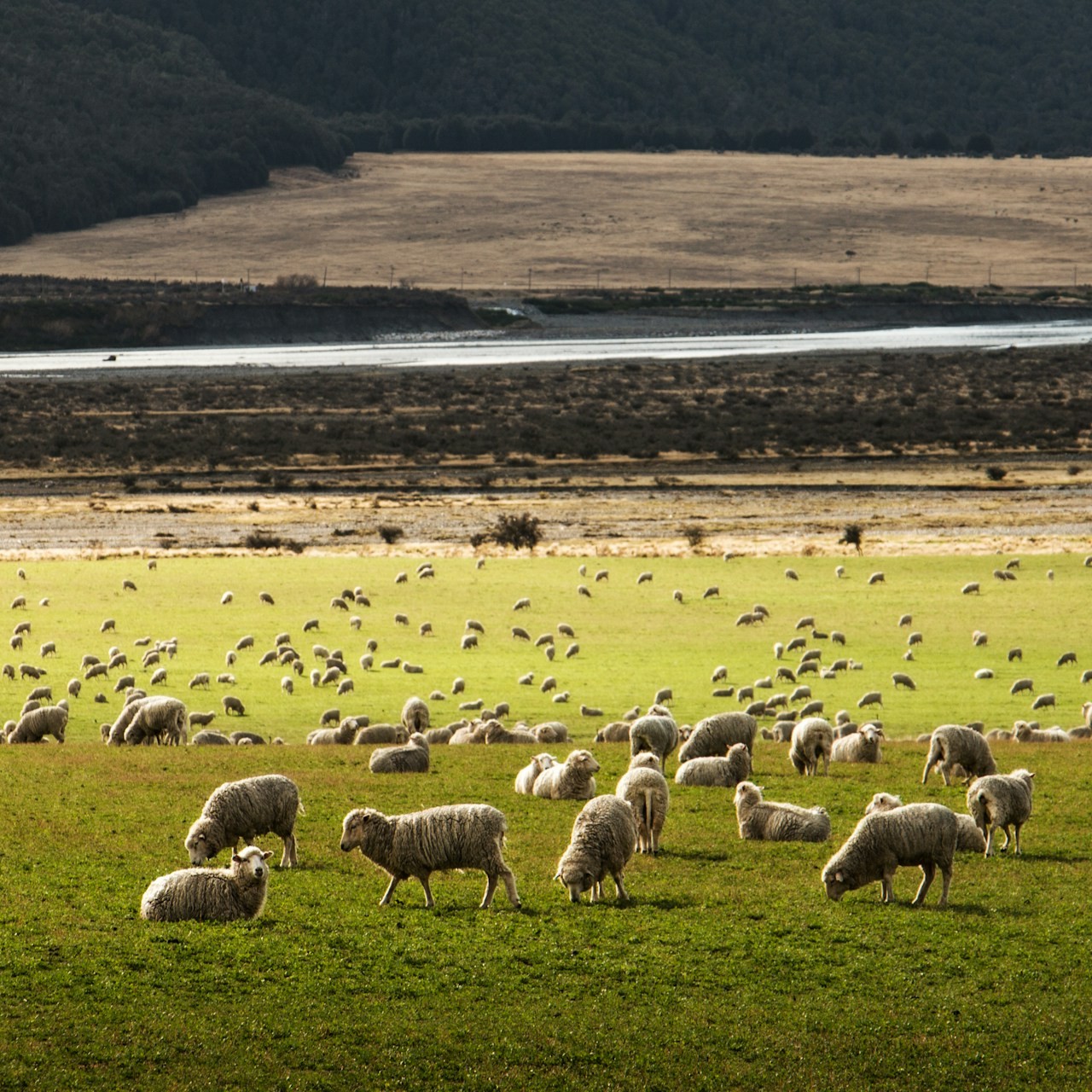 Enchanting Aotearoa