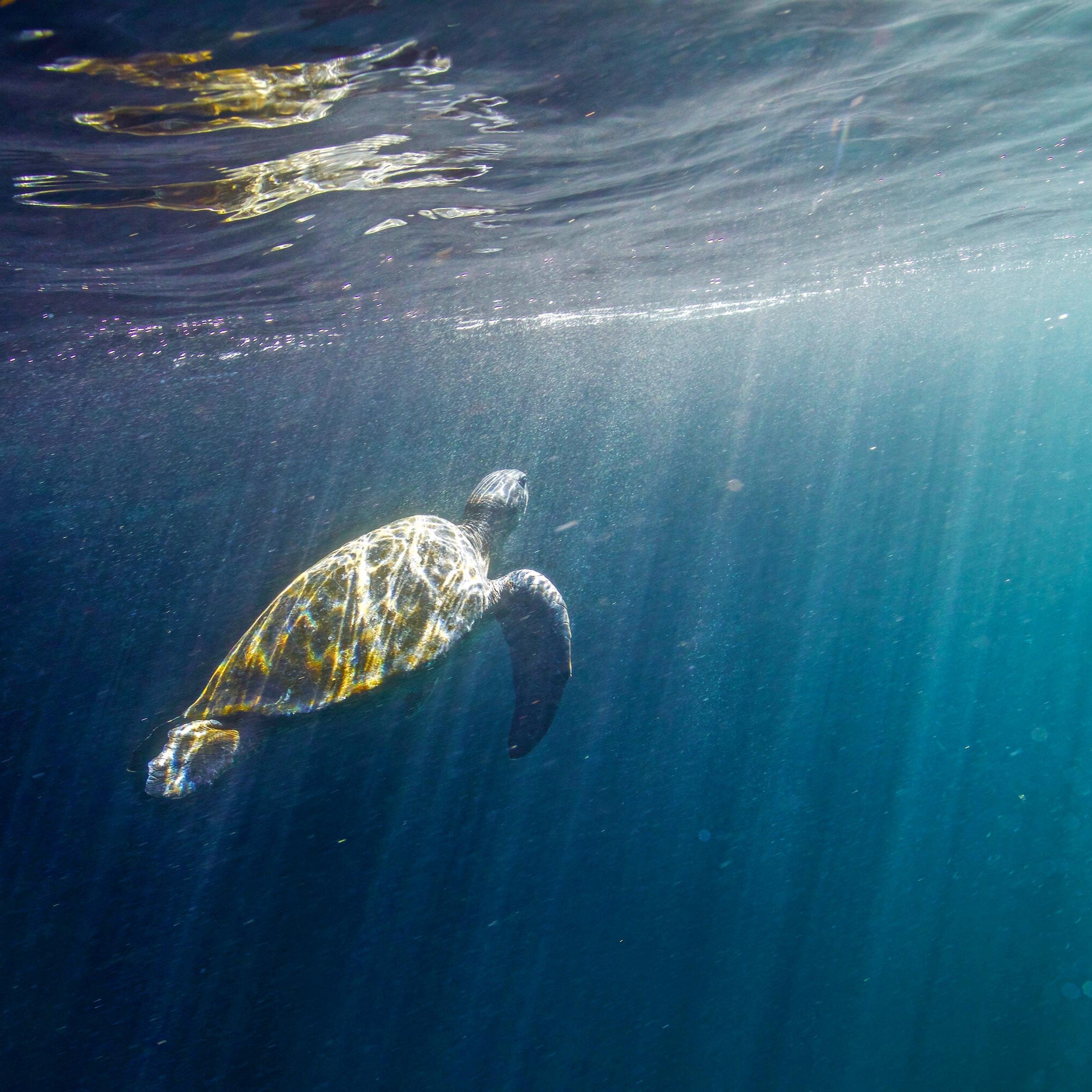 Galápagos Escape