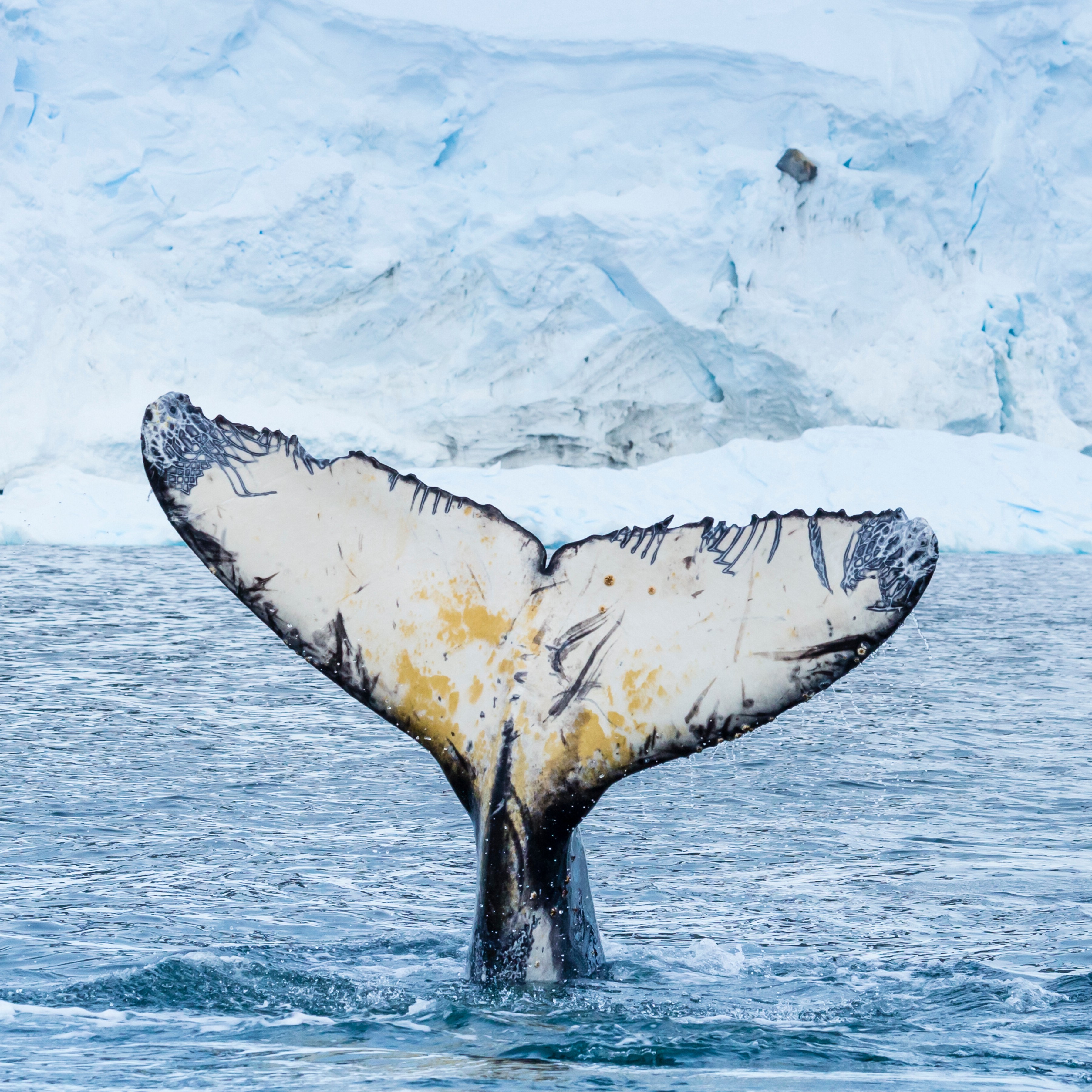 Antarctica Direct: Sail and Fly the Drake Passage