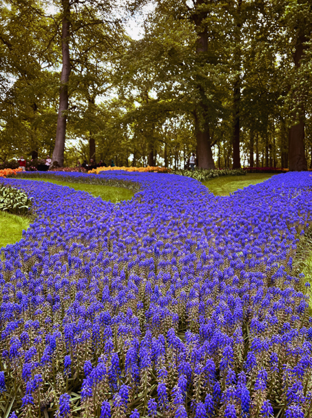 Tulip Time