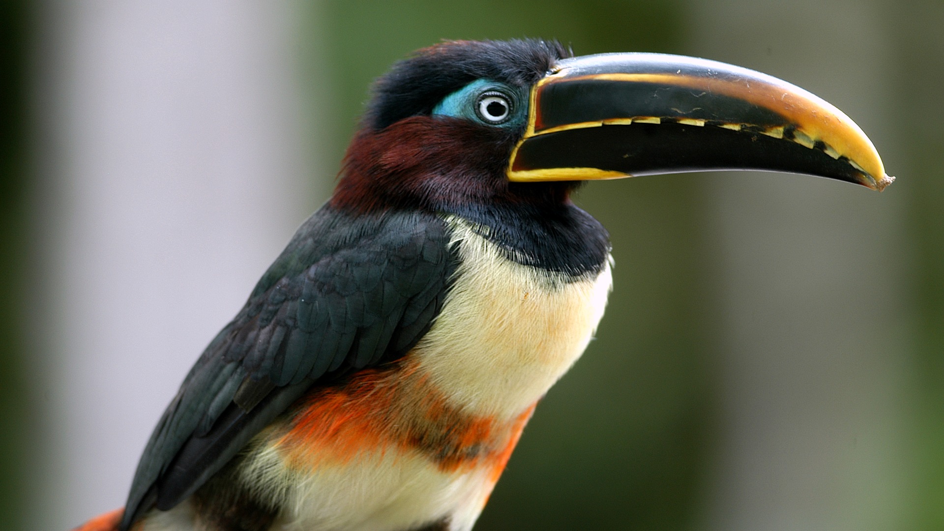 Rainforest Experiences