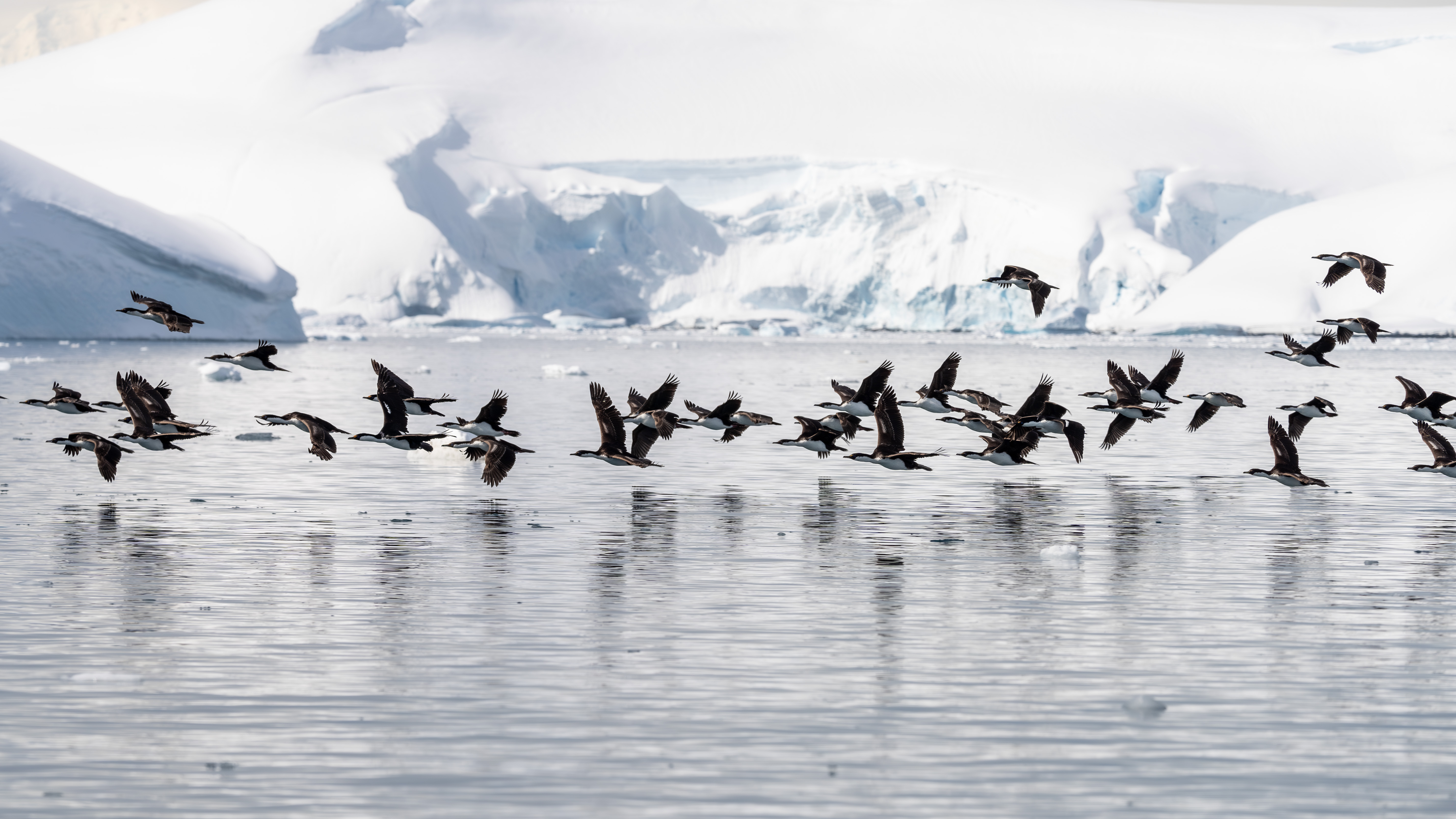 Where Albatross Rule the Sky and Penguins Crowd the Shore