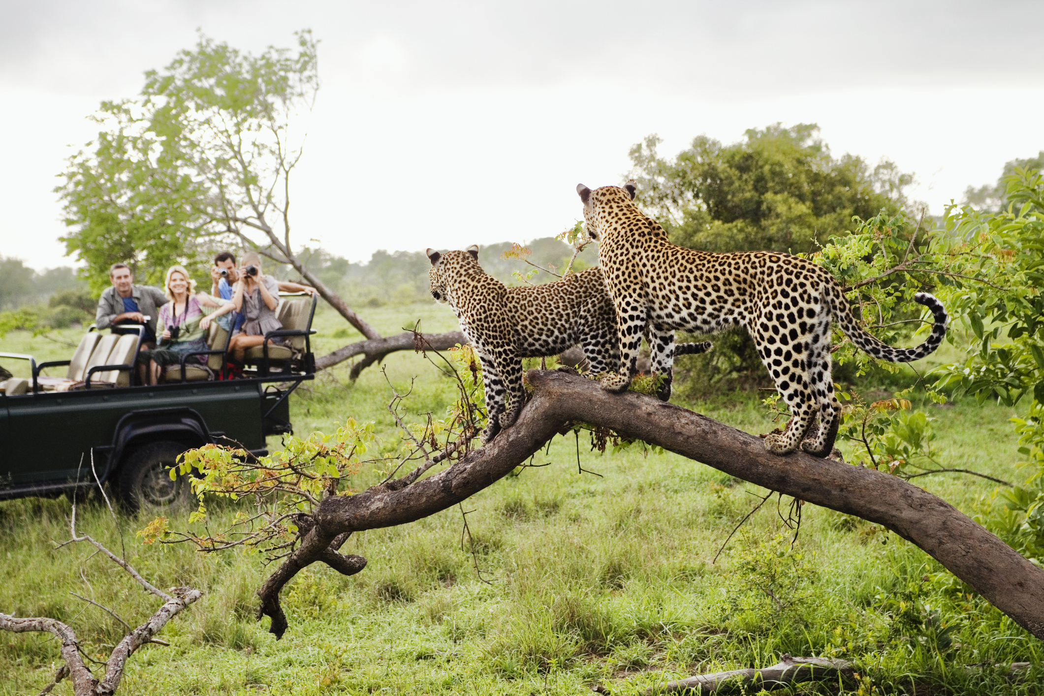 Serengeti