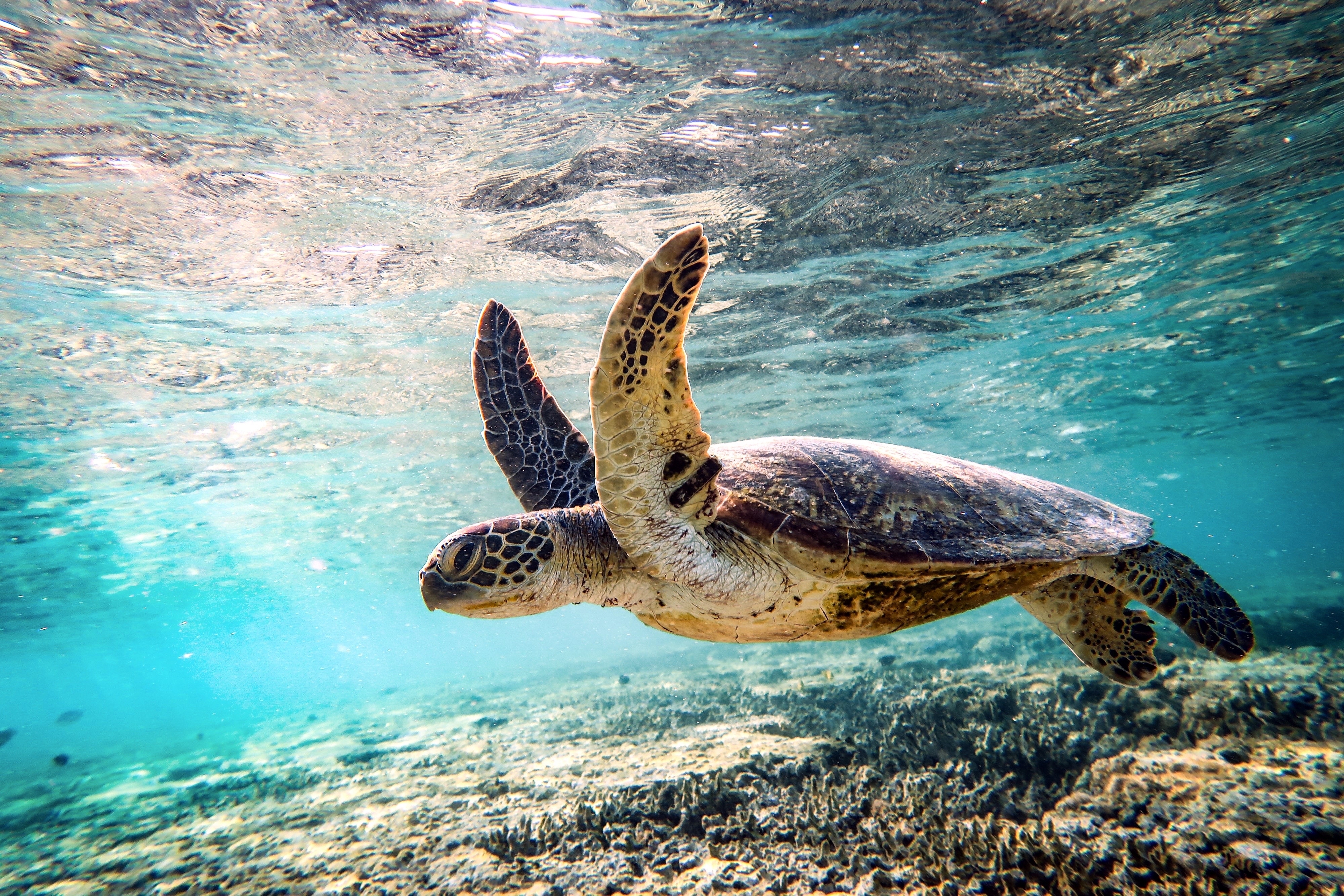 Great Barrier Reef, Australia