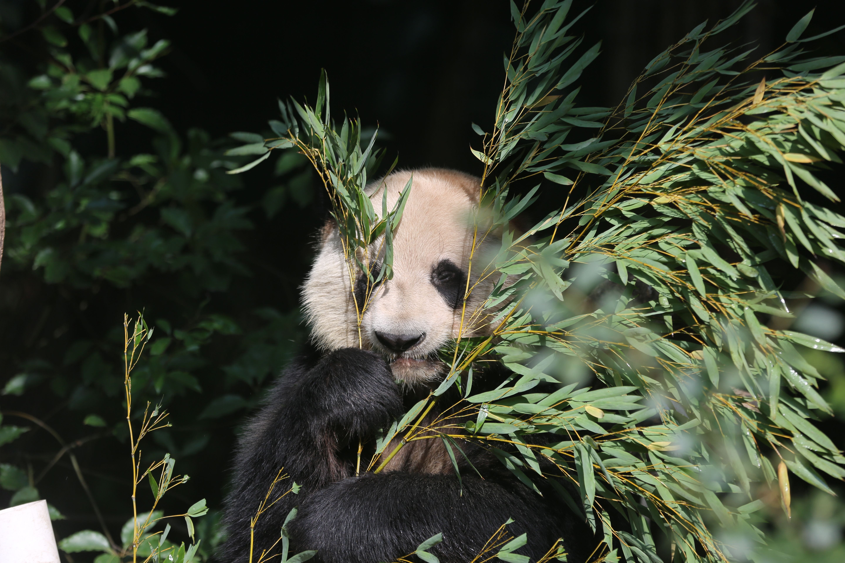 Chengdu, China