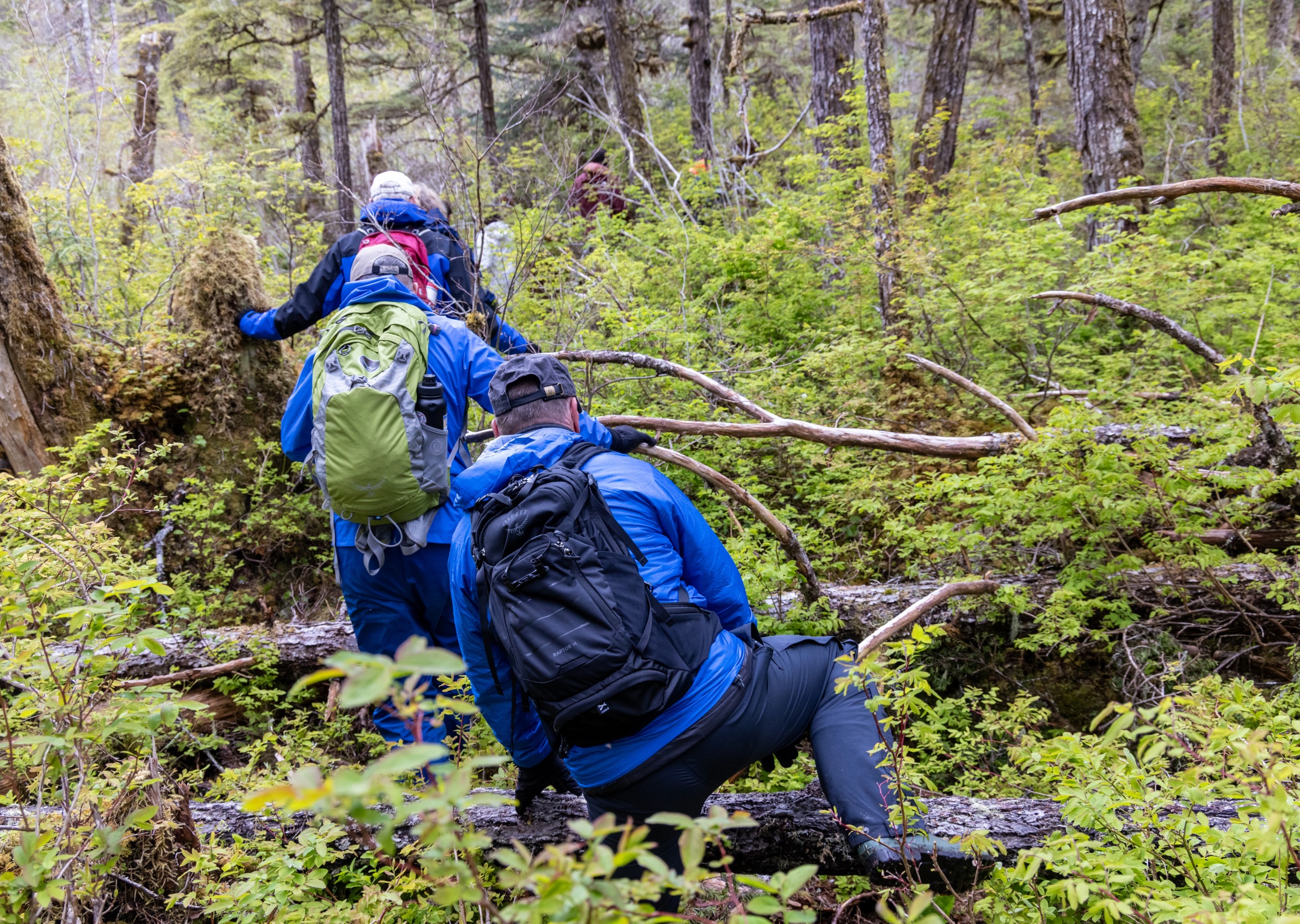 Bushwhacking