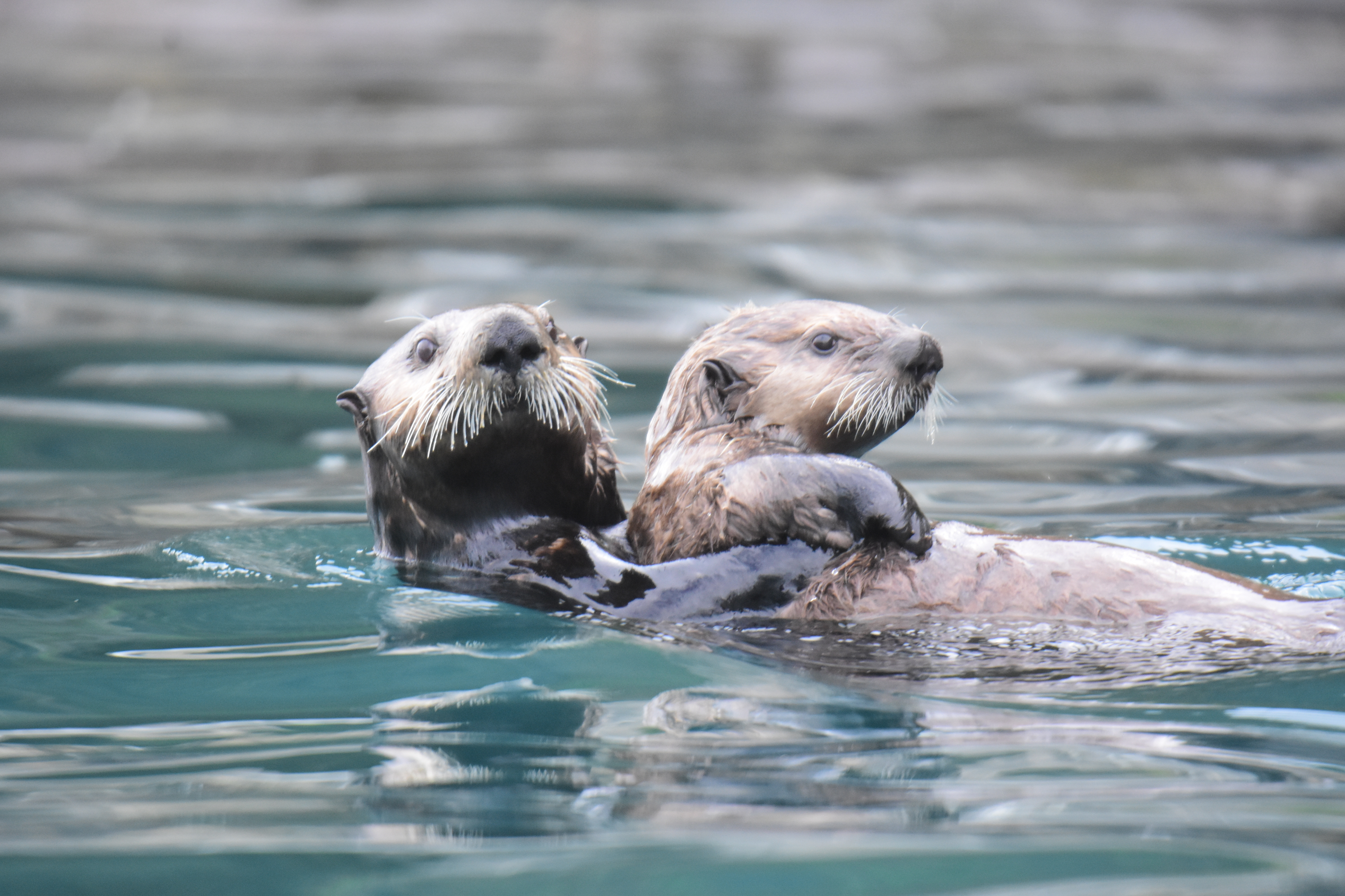 Wildlife Viewing